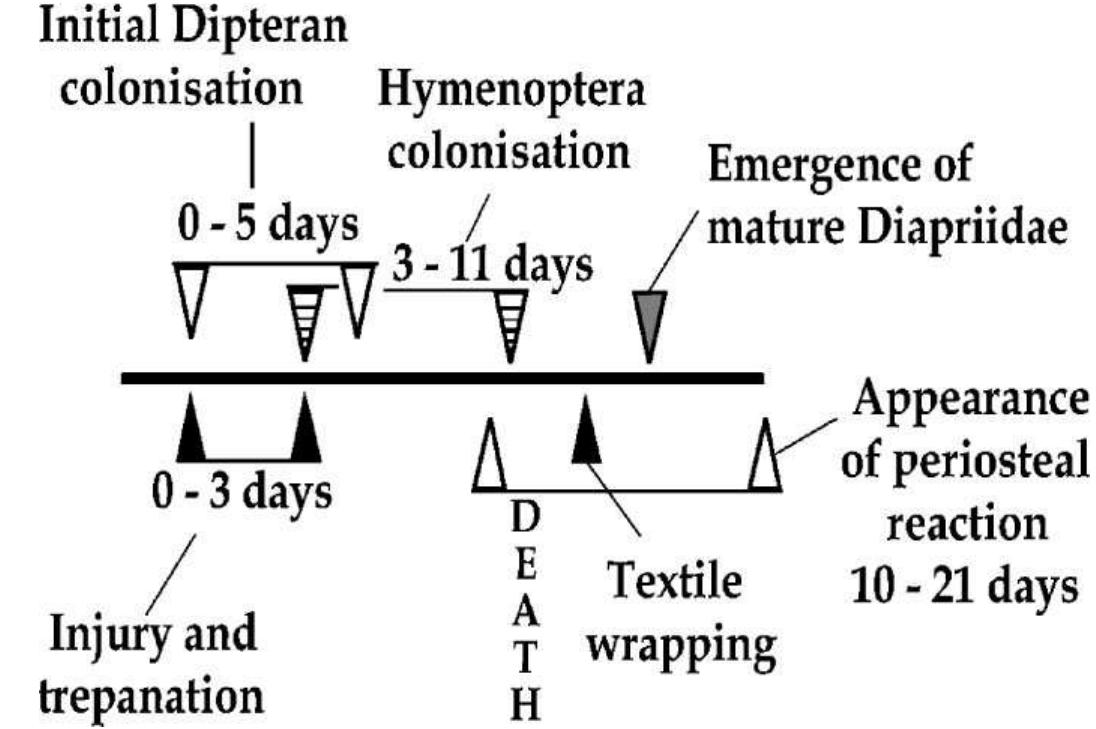 Hypothetical timeline of body processing based upon the type