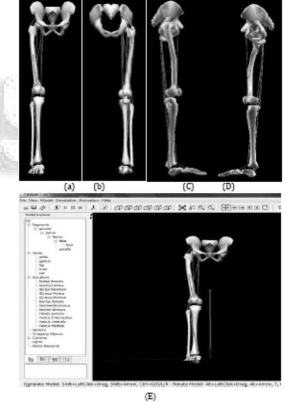 (PDF) Lower Limb Musculoskeletal Modeling for Standing and Sitting ...