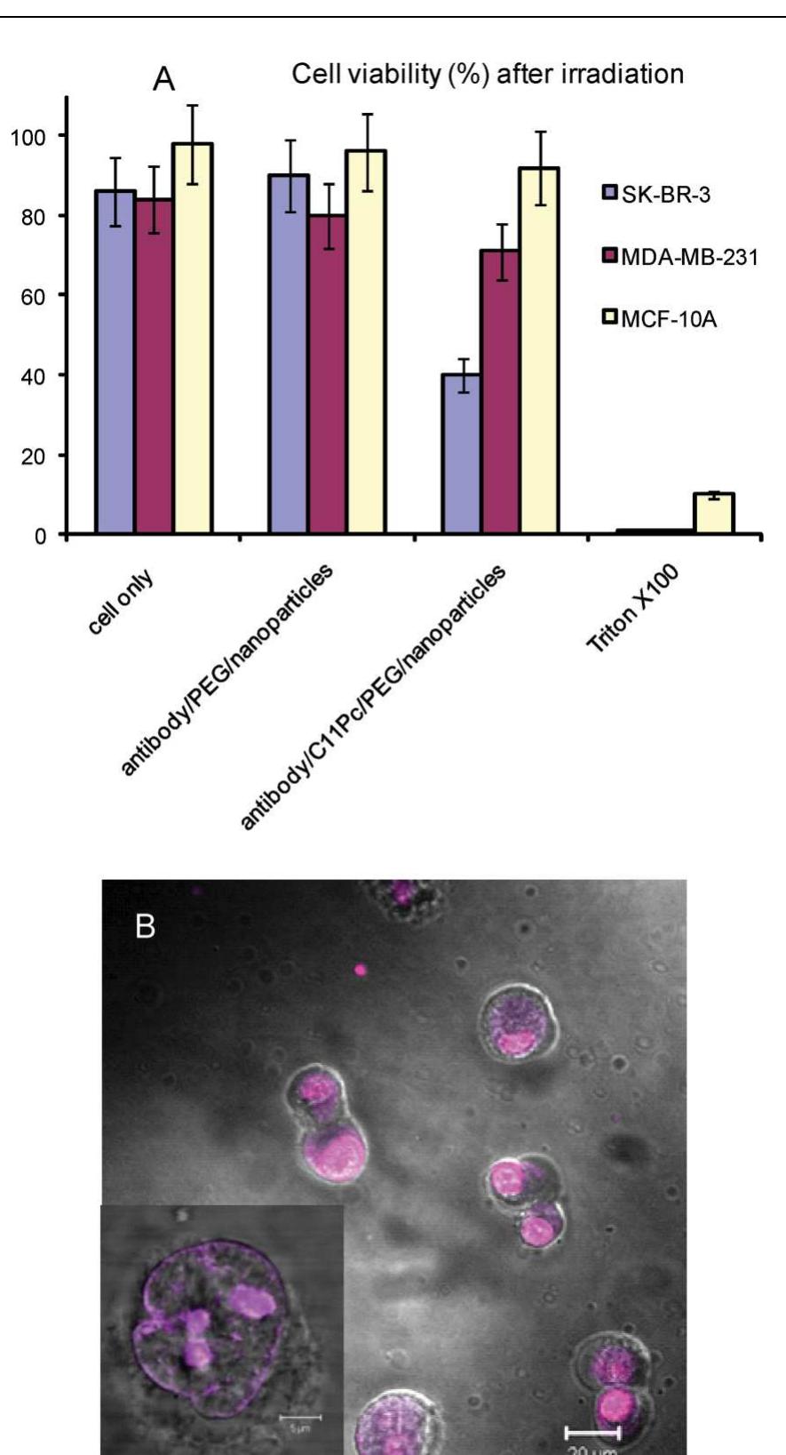 (PDF) Targeted photodynamic therapy of breast cancer cells using ...