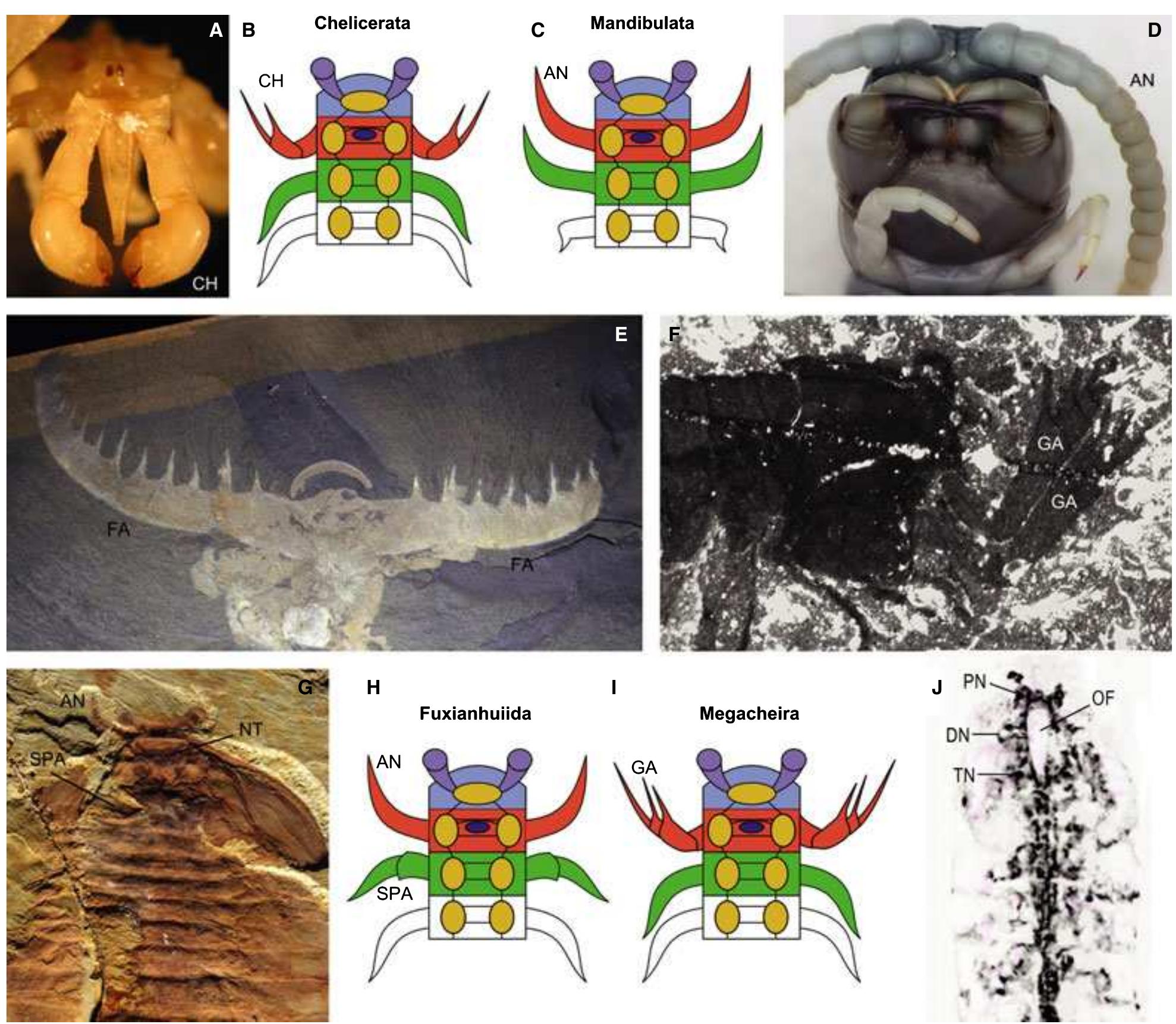 Cephalic appendage morphology and segmental affiliations. a,
