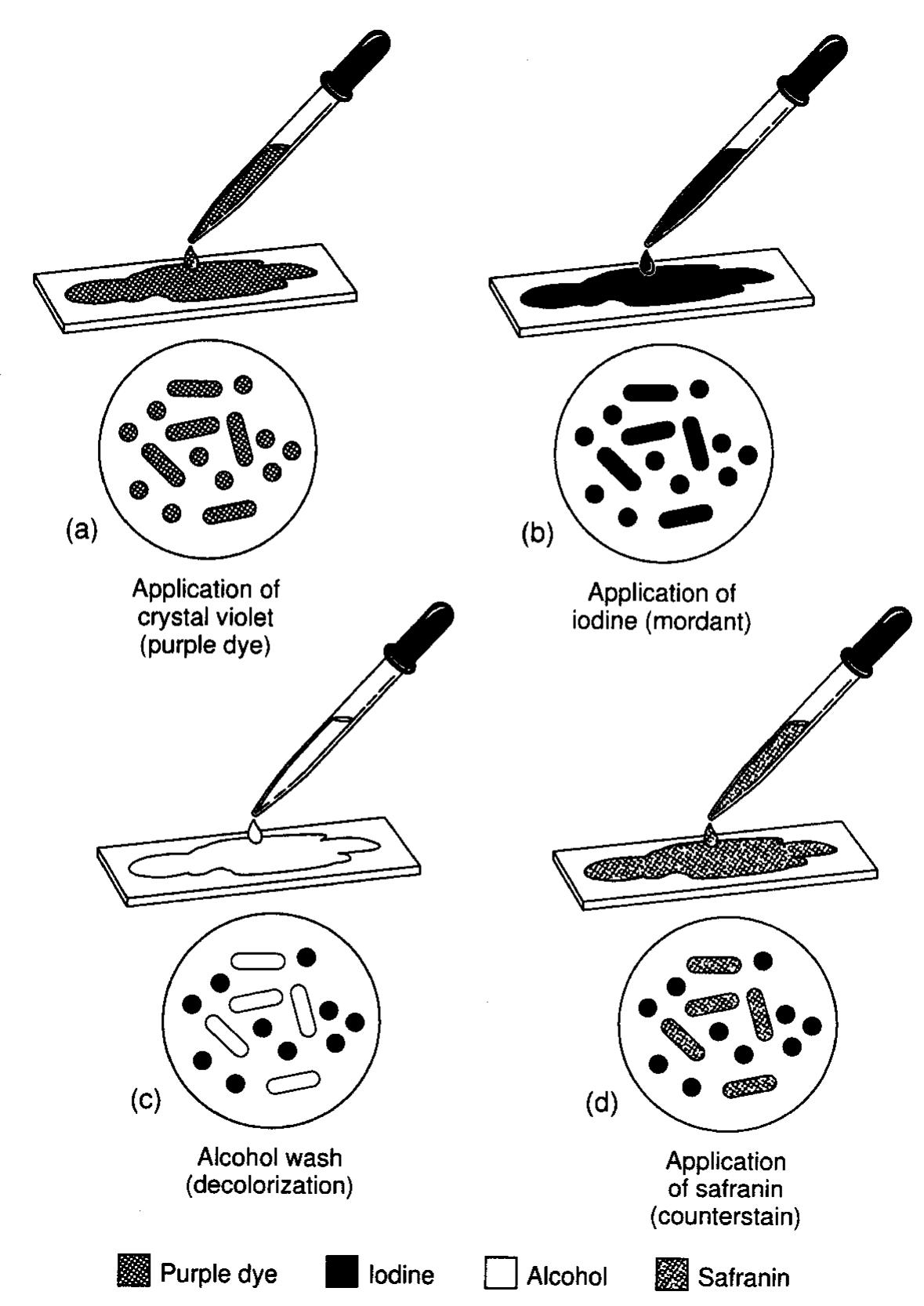 The gram stain procedure used for differentiating bacteria