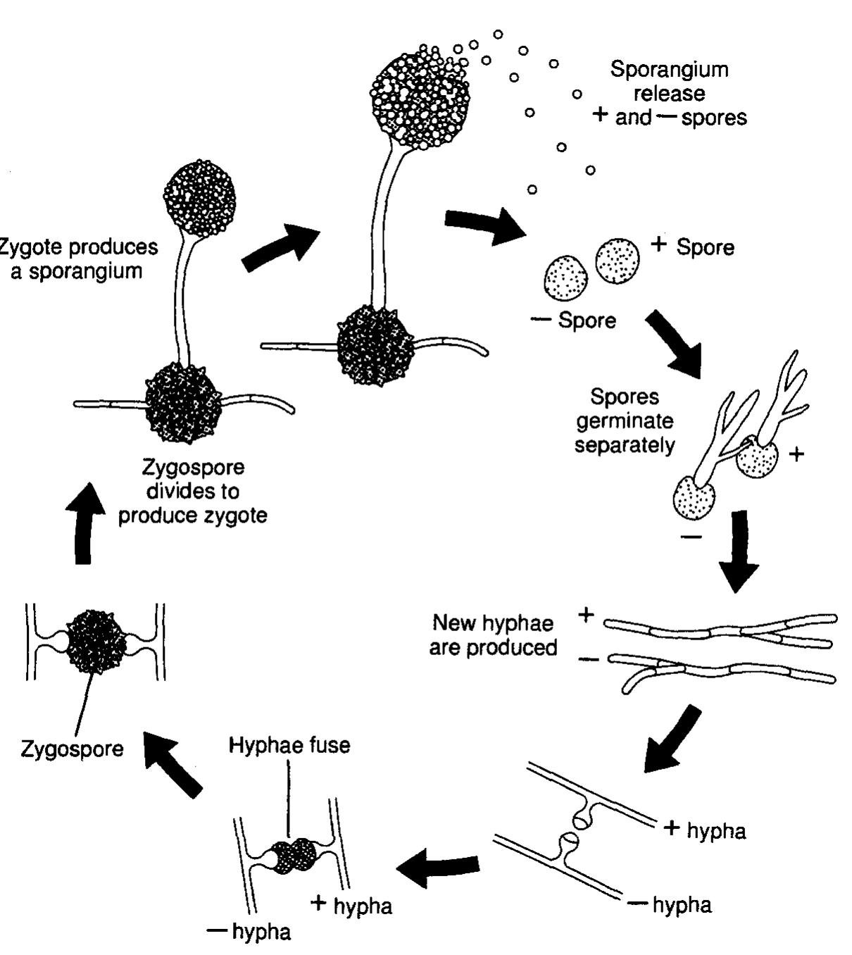 The porte of spore formation as it occurs in species of, image size:1210x1356