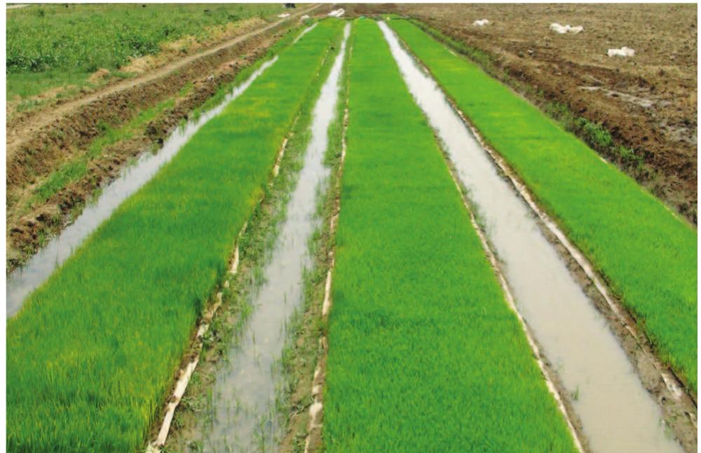 (PDF) Agronomic Management and Production Technology of Unpuddled ...