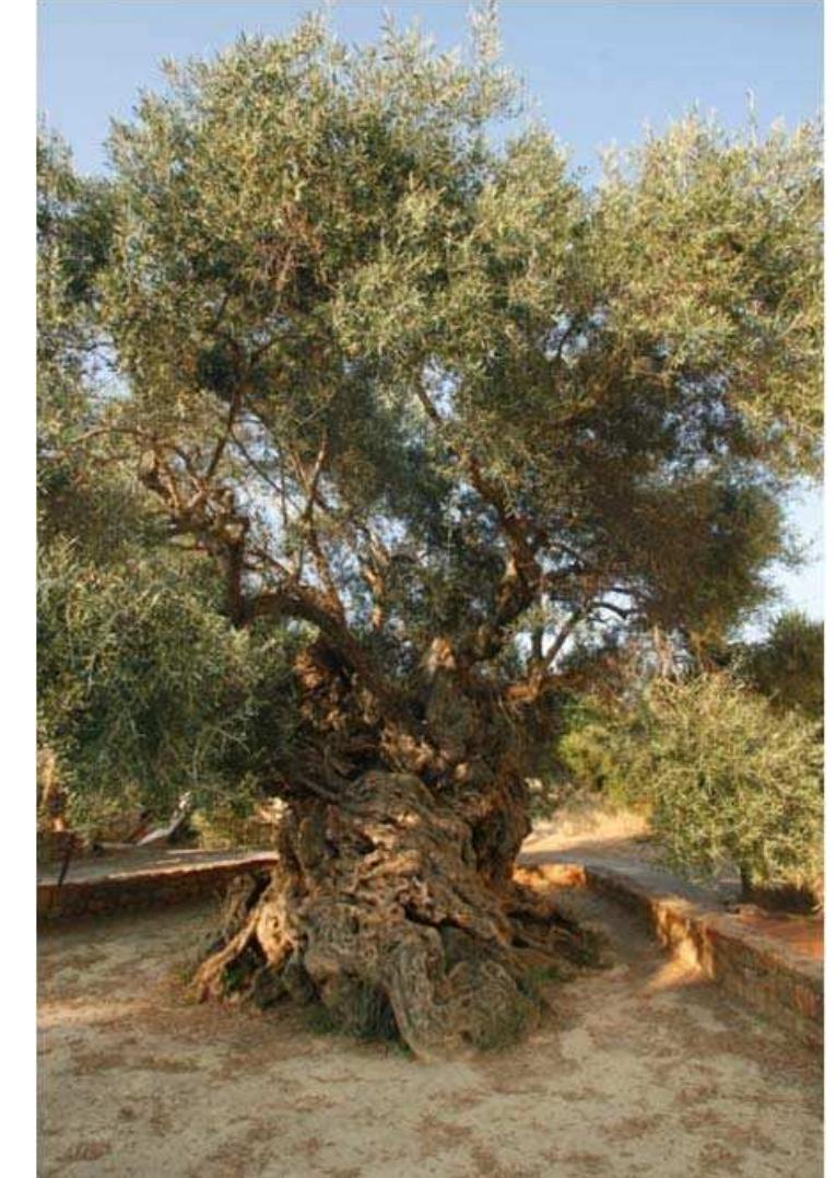 PDF) Become familiar with the world -oldest but still alive, olive tree of Vouves