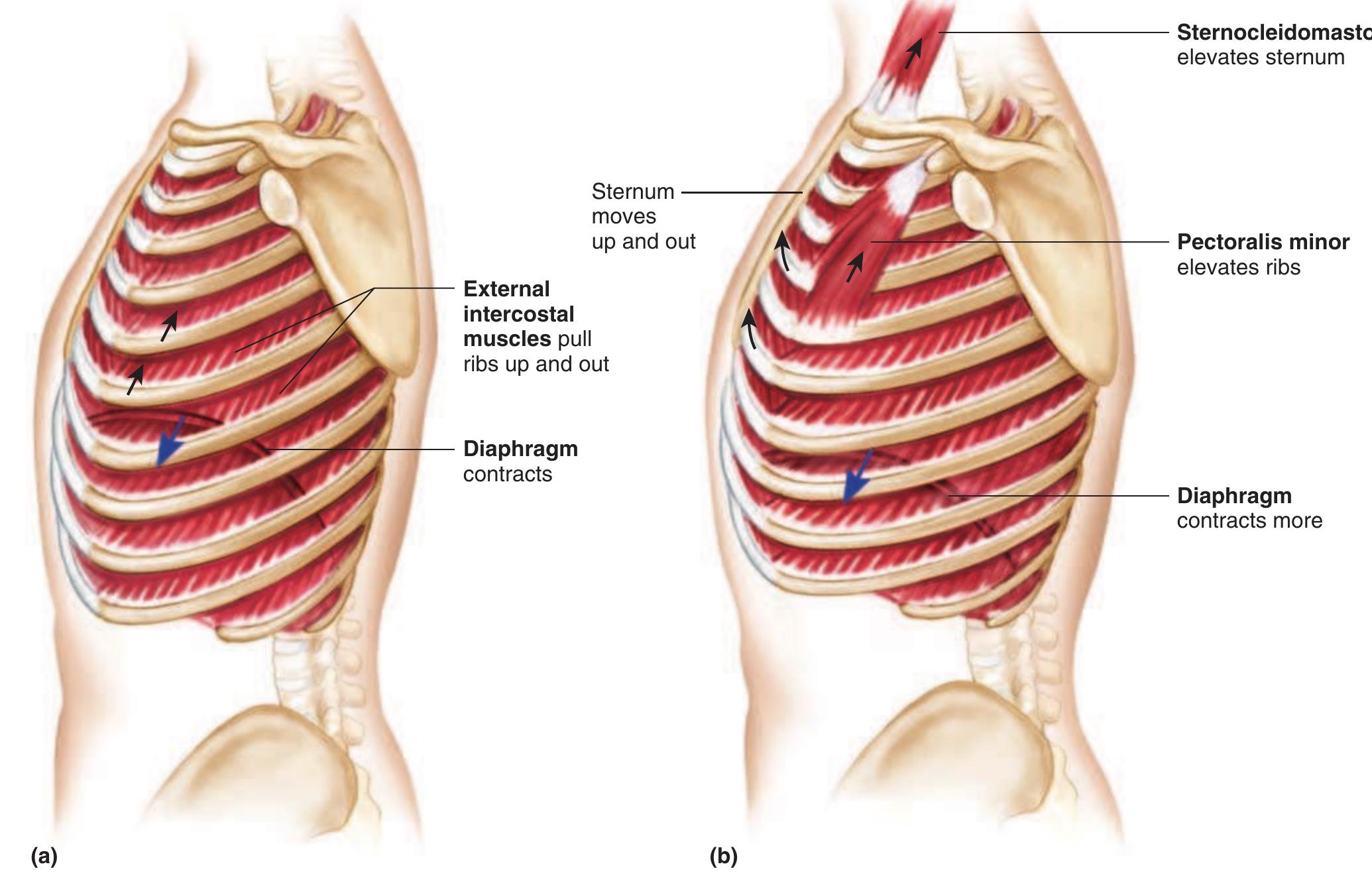 Figure 17 - from Anatomy of the respiratory system