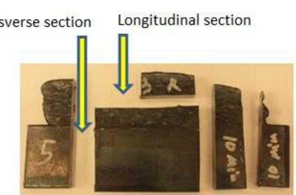 Location of transverse section and longitudinal section on