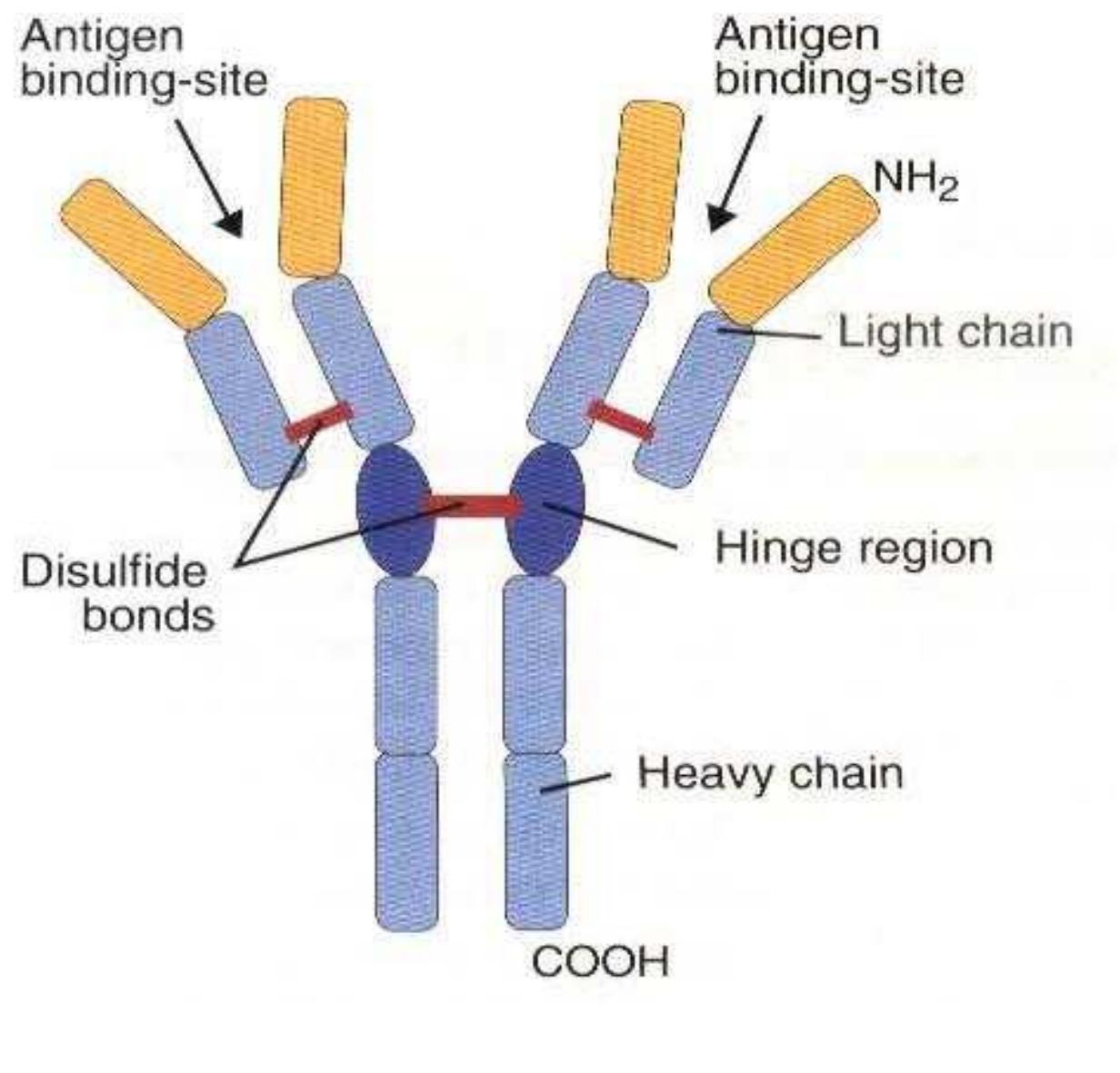 PDF) Immunology Lecture Notes: Overall structure of immunoglobulins.