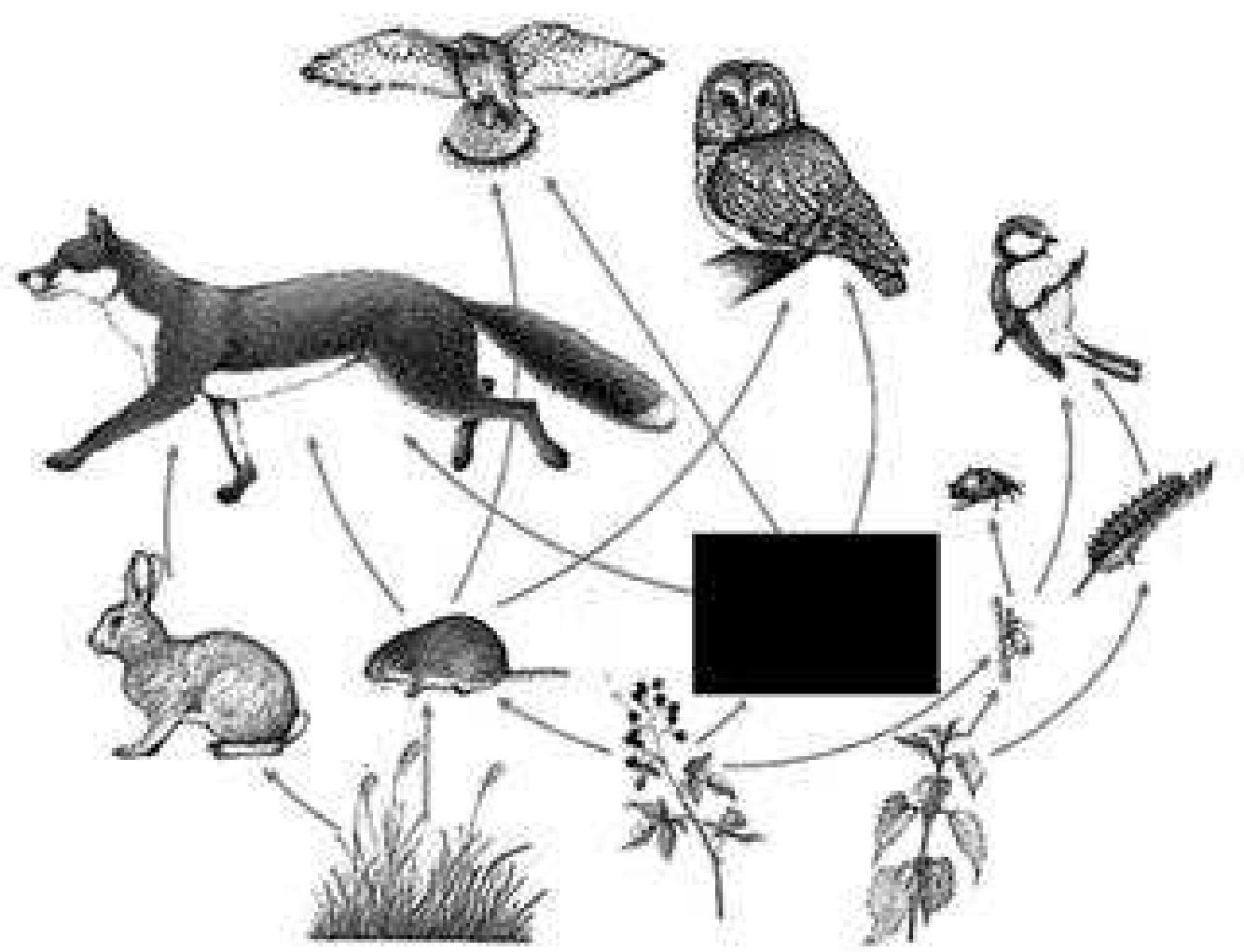 a-typical-food-web-diagram-used-in-school-textbooks-to-show