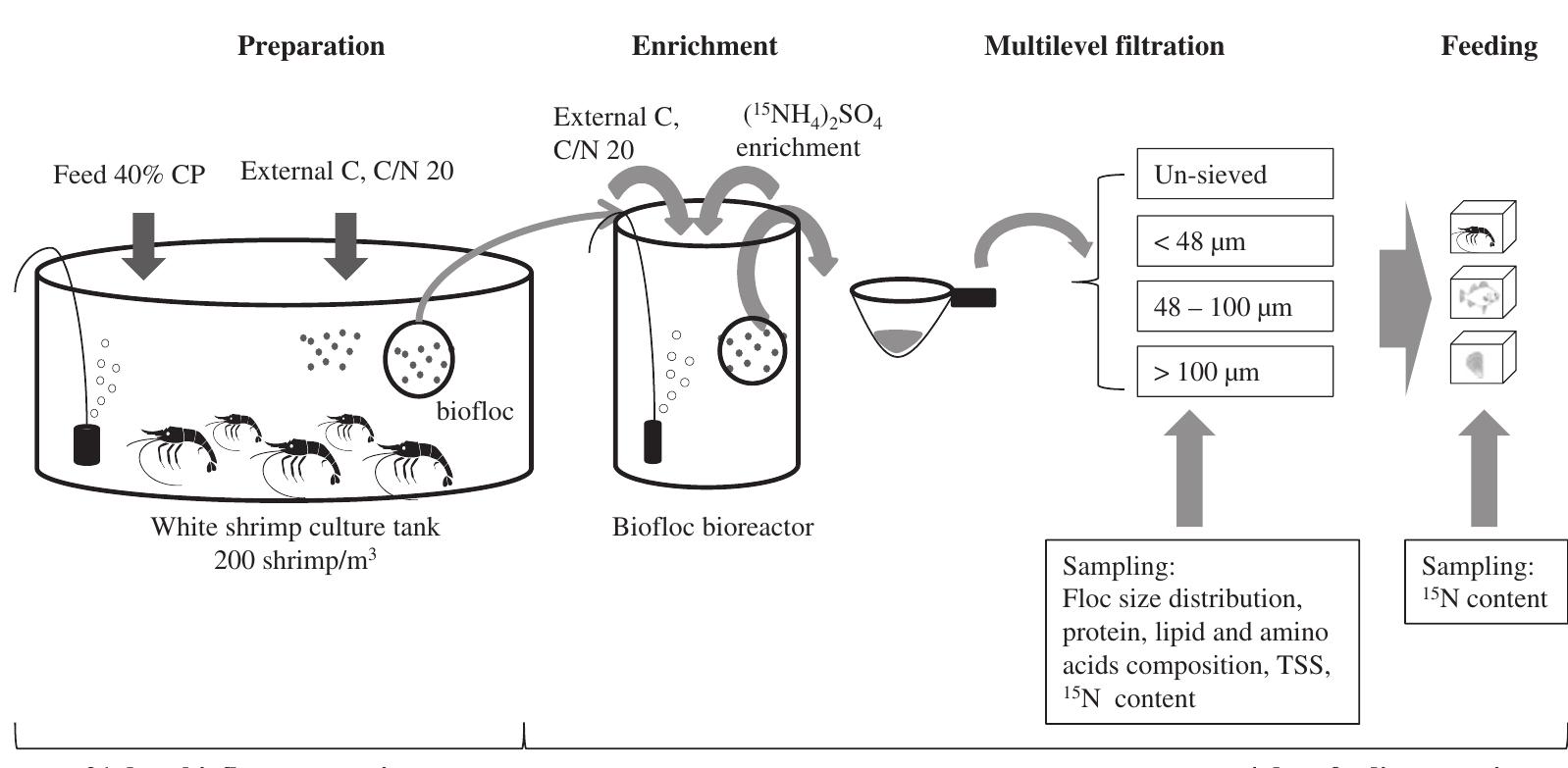 (PDF) The size of biofloc determines the nutritional composition and ...