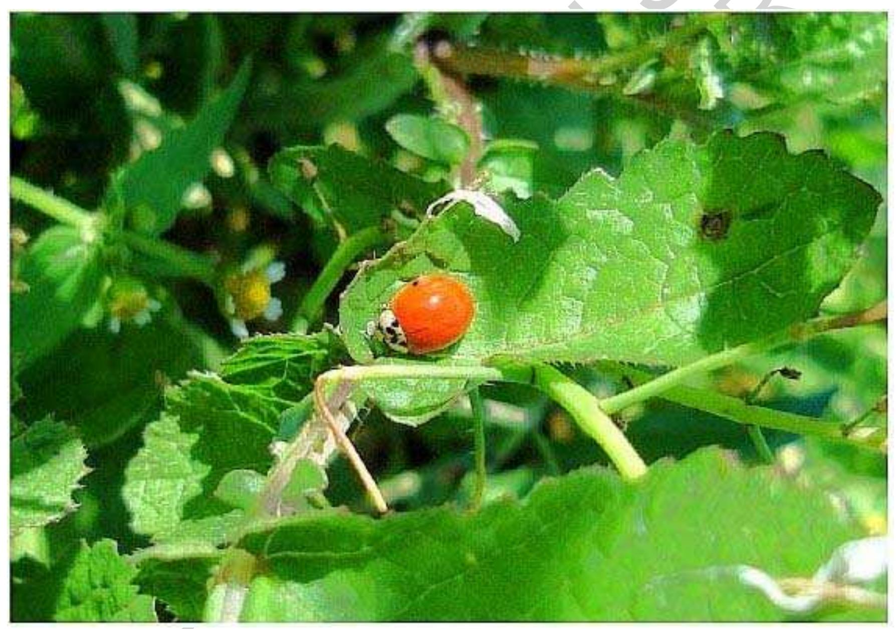 Letsatsi Insect (PDF) Biological control of insect pests in the Tropics