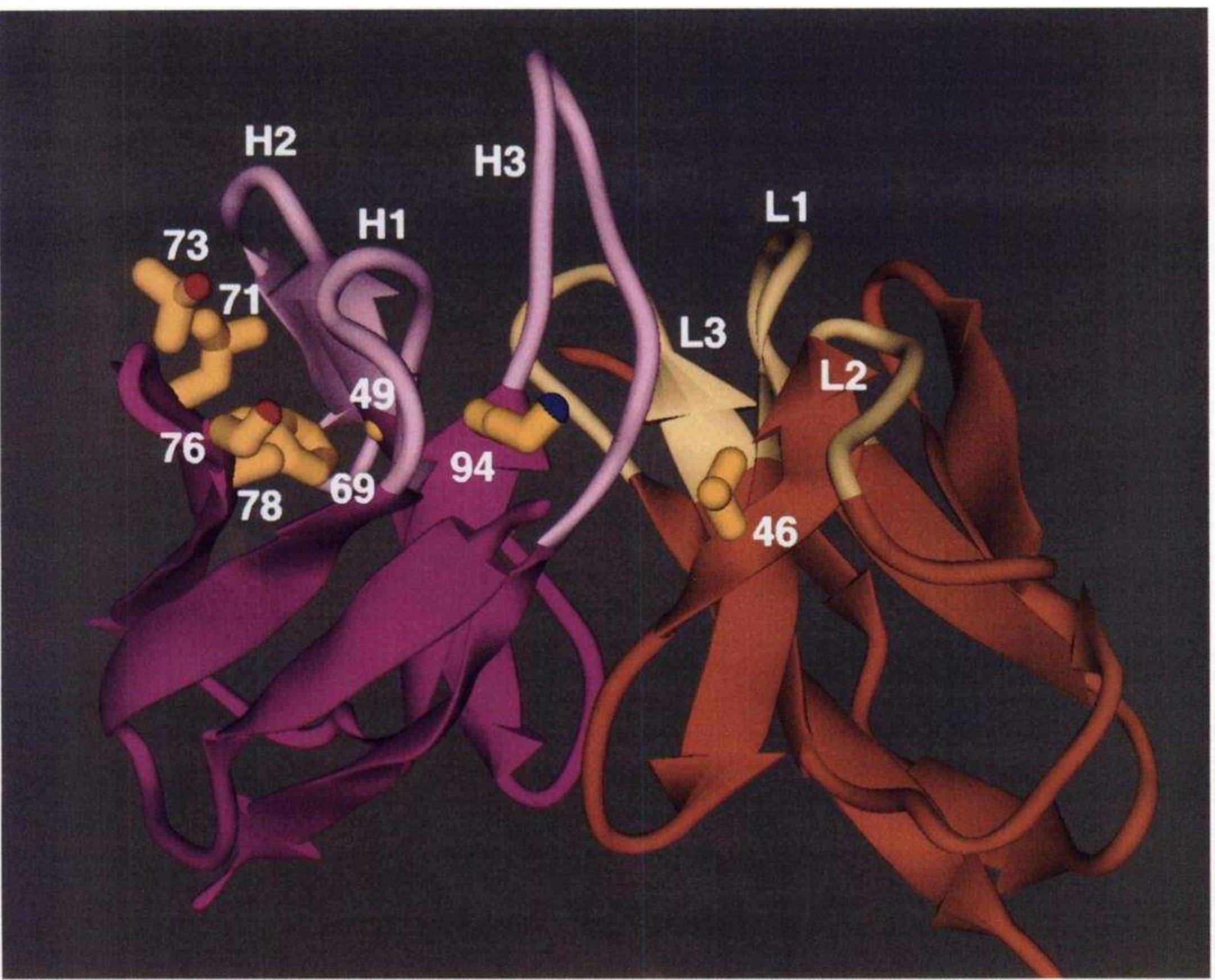 Ribbon diagram of the model of humanized f(ab)-12 vl and vh