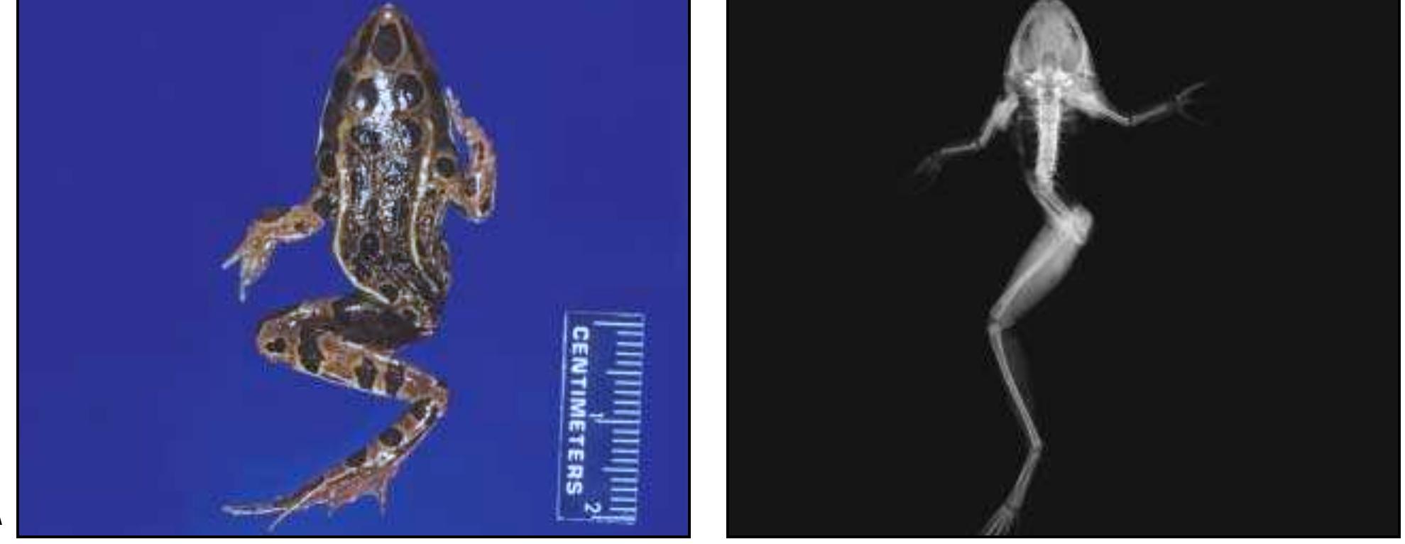 (PDF) Field Guide to Malformations of Frogs and Toads With Radiographic ...