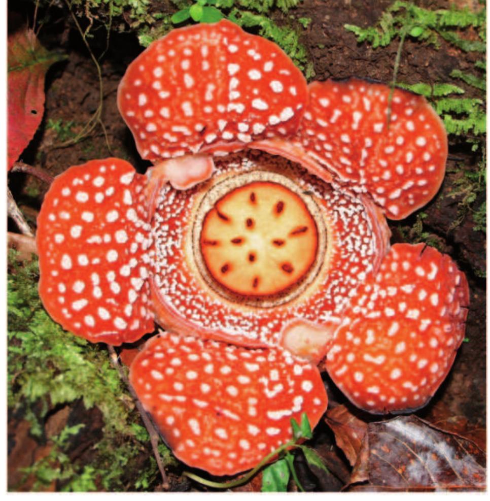 Prehistoric Rafflesia Possible loss of the chloroplast genome in the parasitic flowering ...