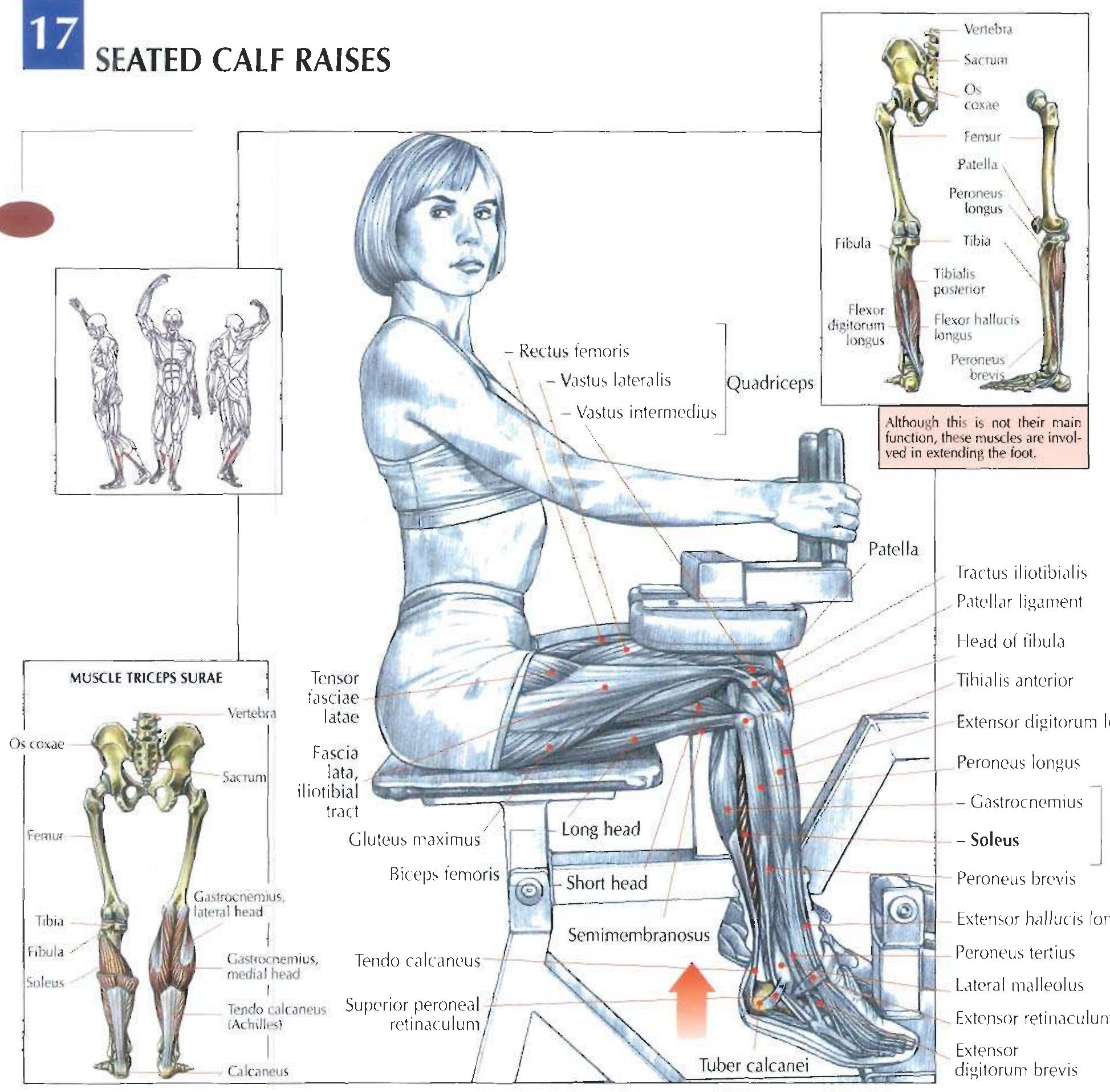 Tar Restrain Sit on the machine's seat and place the restraint pads