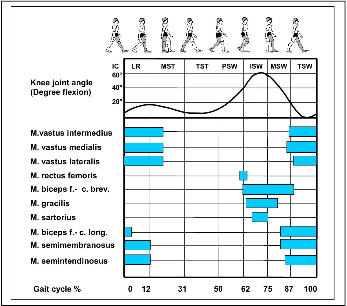 On/off timing pattern of ten lower leg muscles within a gait