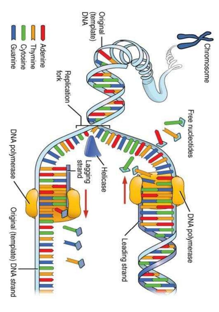 Figure 2 - from DNA REPLICATION - Enzymes and protein