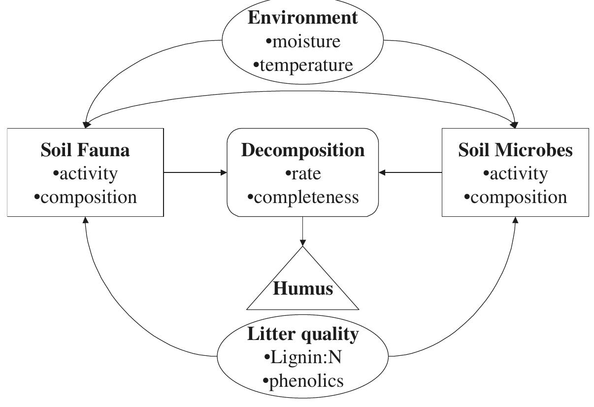 The Humification Process (PDF) Humus: The Natural Organic Matter in the Soil System
