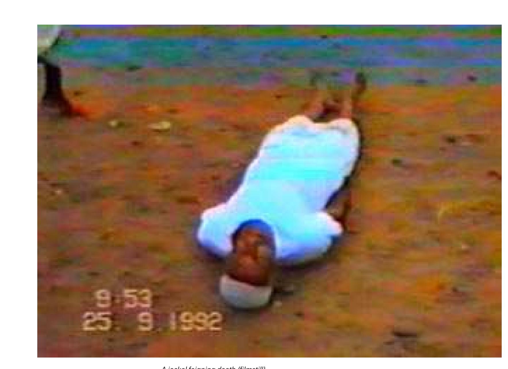 the dancing men, but the latter are careful not to come too close. A second jackal mounts the first, and, head-to-toes, they embrace each other, protect each other from the lions’ examination. They need to trick them and take the air at precisely those moments they are turned around by the searching hands of the lions. Then, quickly, they roll over to the lionesses for protection. The latter push the jackals through their legs and behind their backs, roaring at the lions, bringing them out of sight.  The entire village seems to be on its feet watching the social drama unfold, and we, the viewers of the film, family members in places far away from their village in Morocco, the adepts of the brotherhood who could not take part in the ritual, or strangers encountering these ritual techniques and the unfamiliar experience of estrangement for the first time, join in via the camera. 