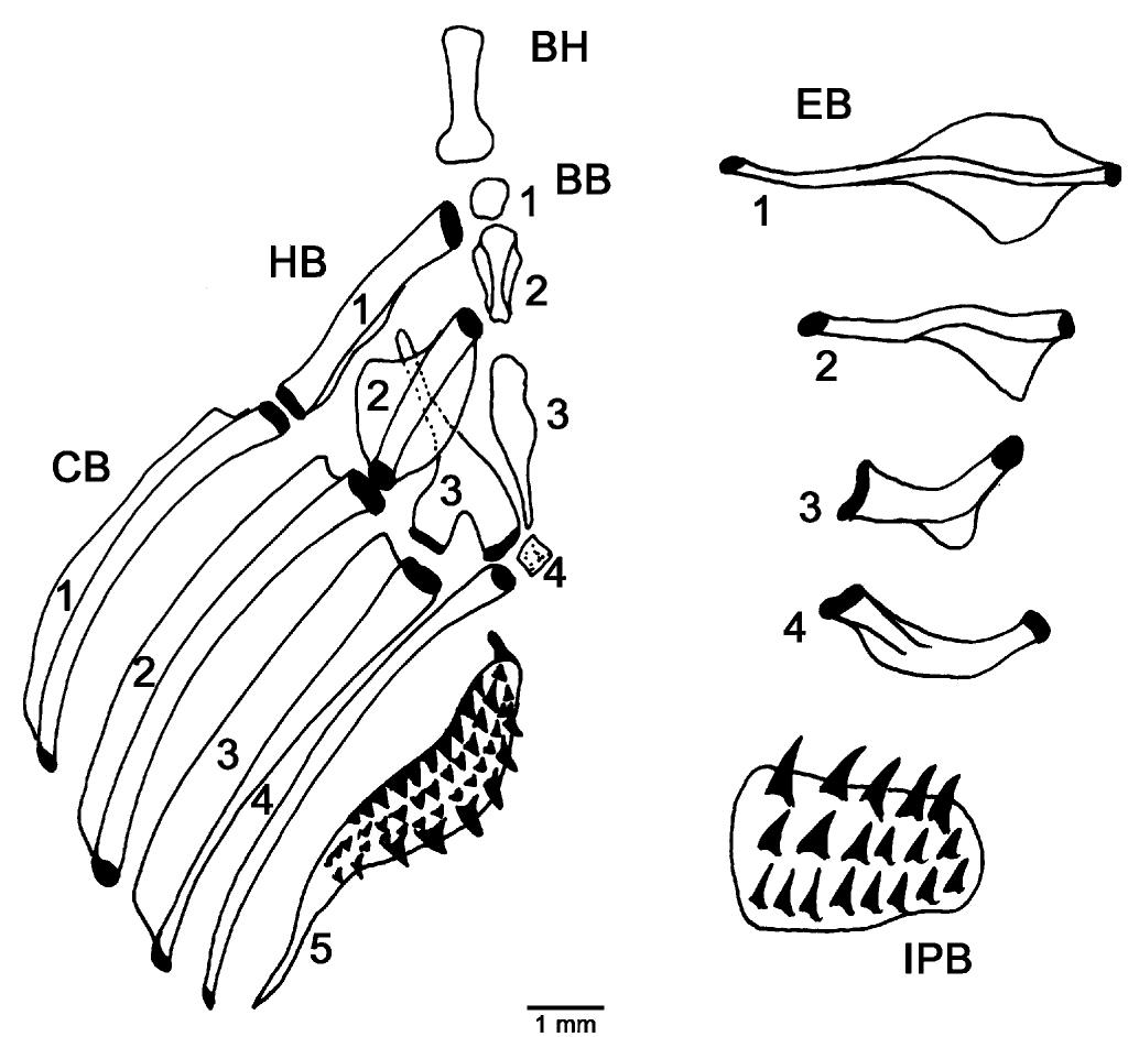 Figure 53 - from Automatic Plastic Bottle Classification
