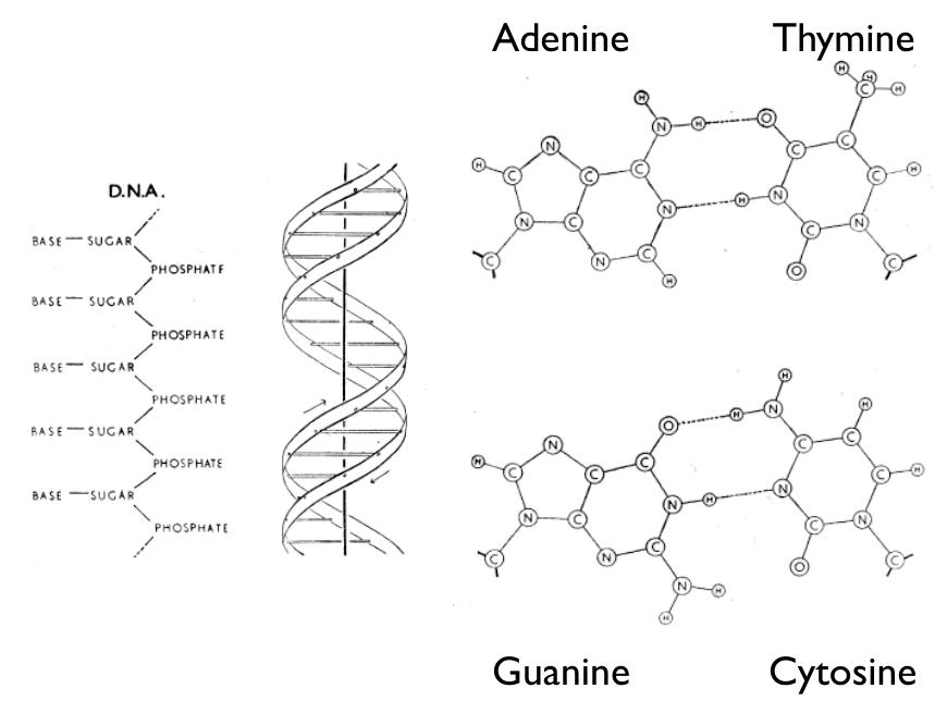 The structure of dna, from watson and crick (1953b). at