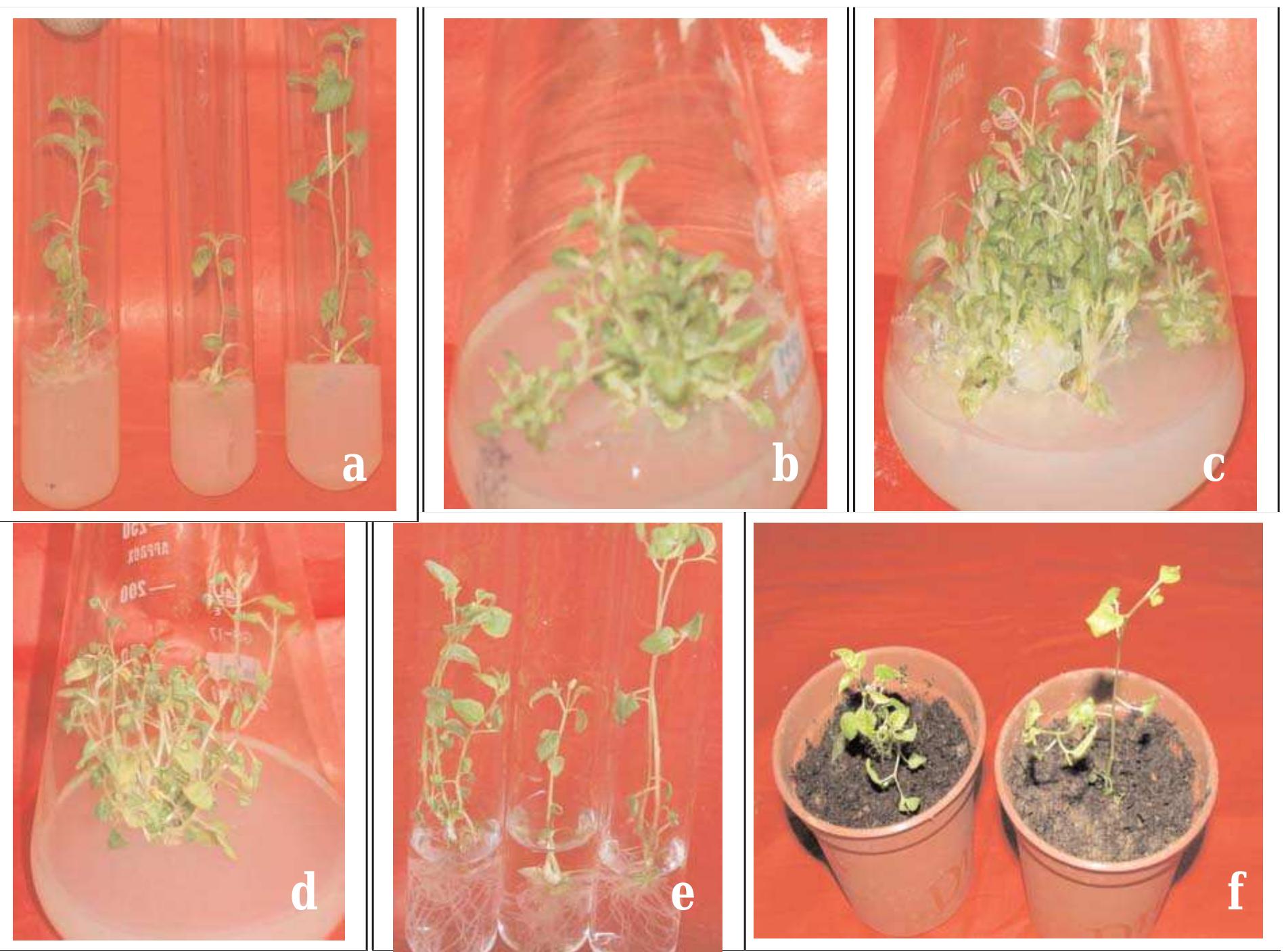 (PDF) In vitro Shoot Proliferation and Plant Regeneration of Physalis ...