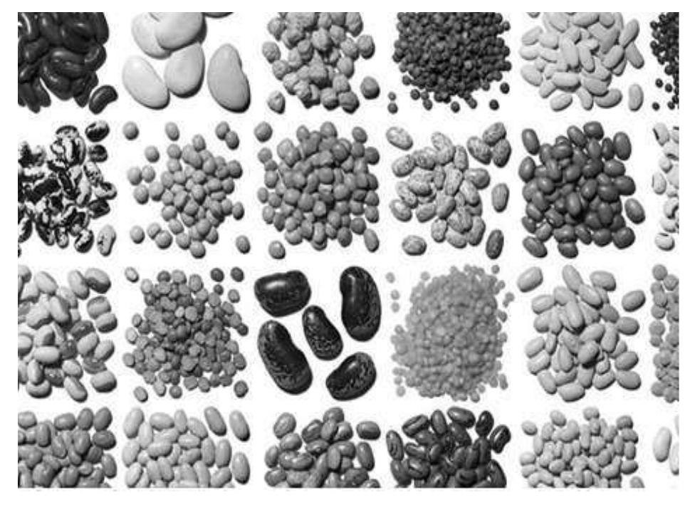 (PDF) Legumes: an overview