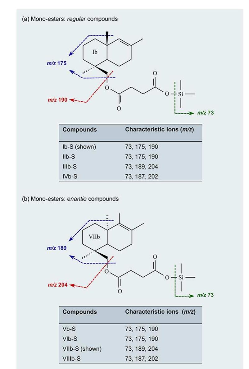 Figure 3. Chromatograms of Class Ia Baltic resinite (a) and Class Id Axel Heiberg resinite (b) with expansion of the segments between 23.5 and 28 min to show peaks of the esterification of trimethylsilylated communyl and ozyl succinate pyrolysates, respectively. The labeled peaks correspond to structures described in Figure 4 and mass spectra in Table 1.  Figure 4. Key fragmentations and resulting ions of the monoester compounds for the Class Ia resinite (a) and Class Id resinite (b). 