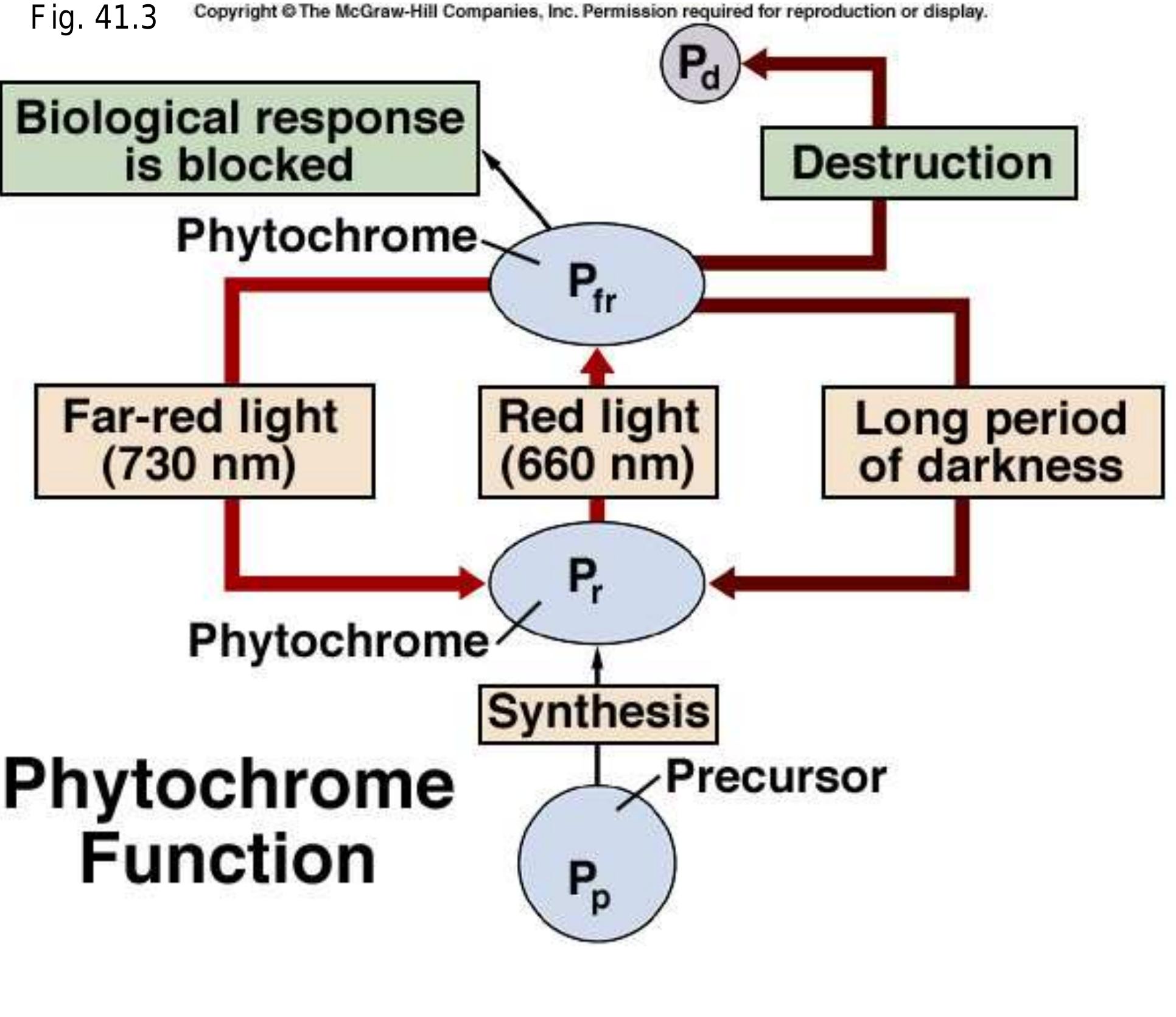 (PDF) photomorphogenesis
