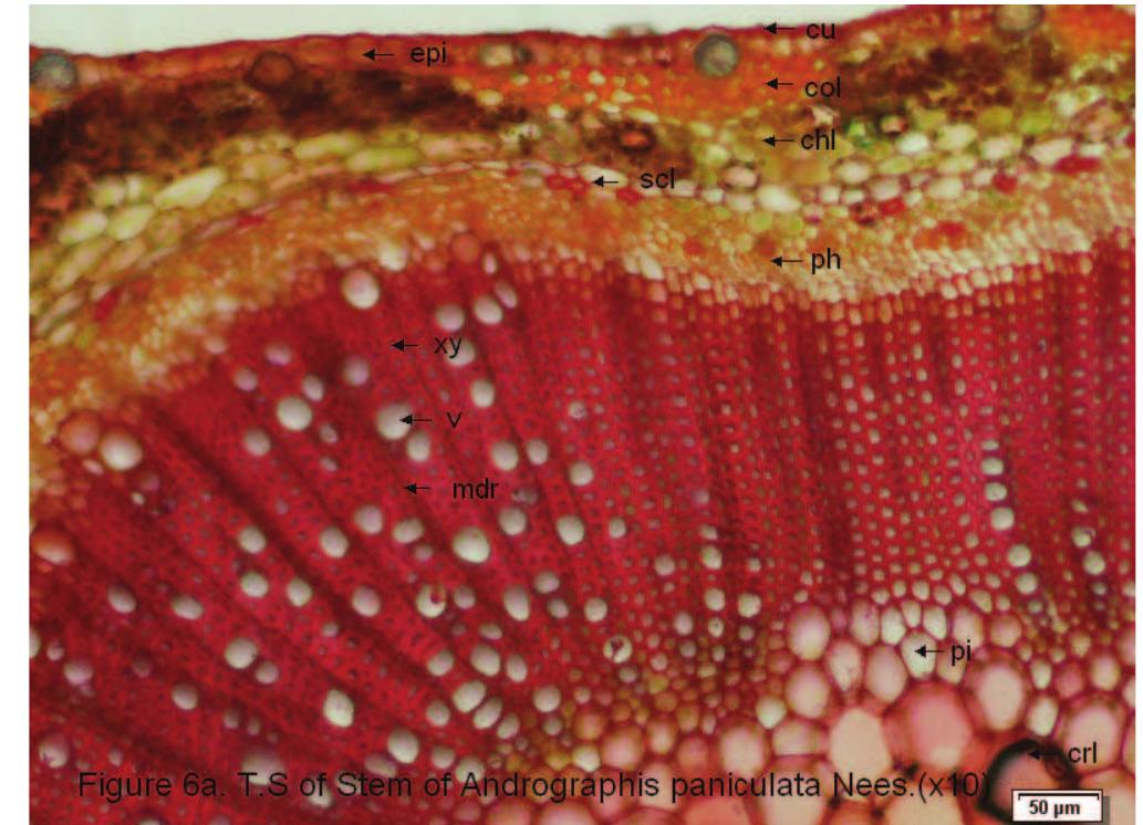 Figure 12 - from Botanical pharmacognosy of Andrographis
