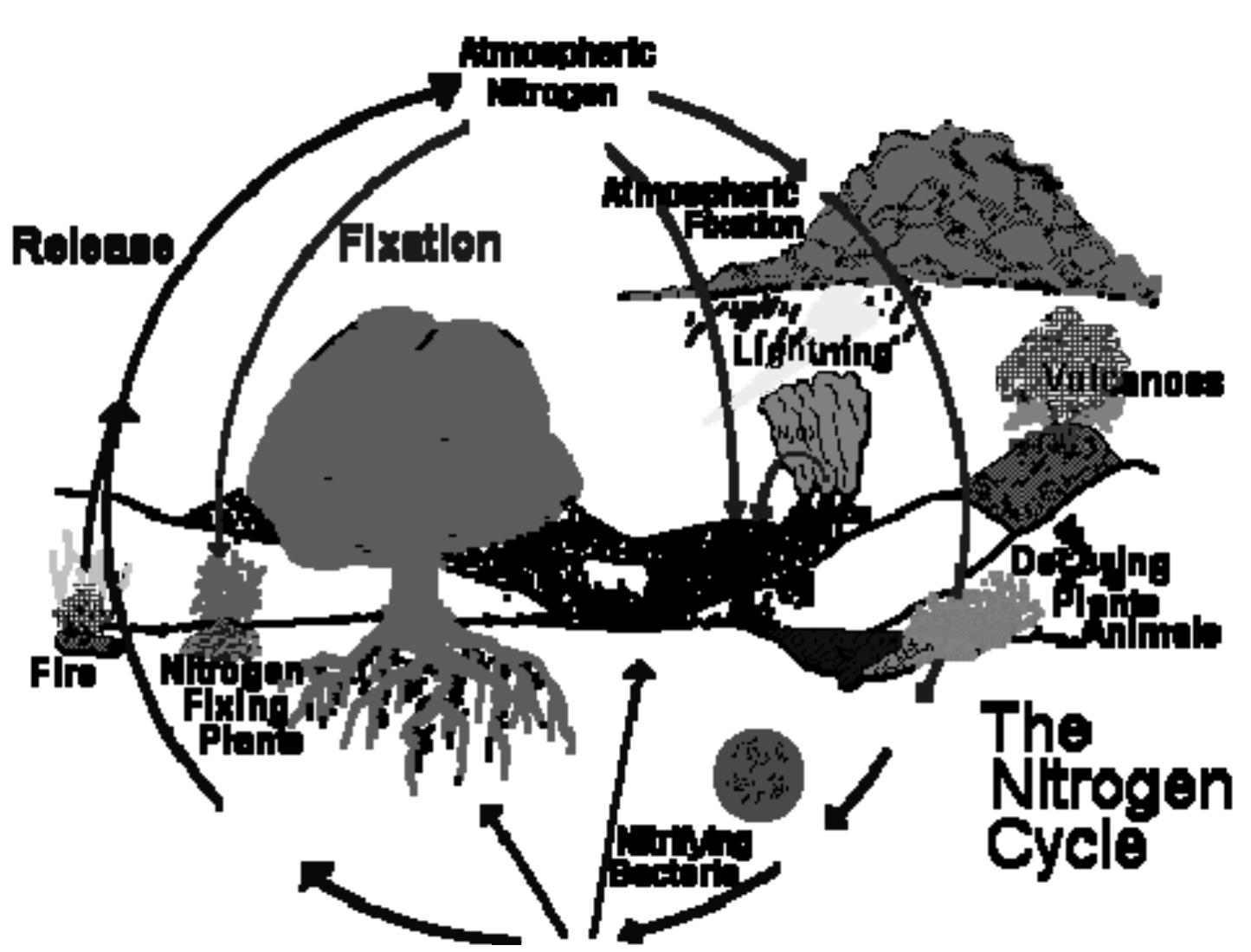 Schematic representation of nitrogen cycle