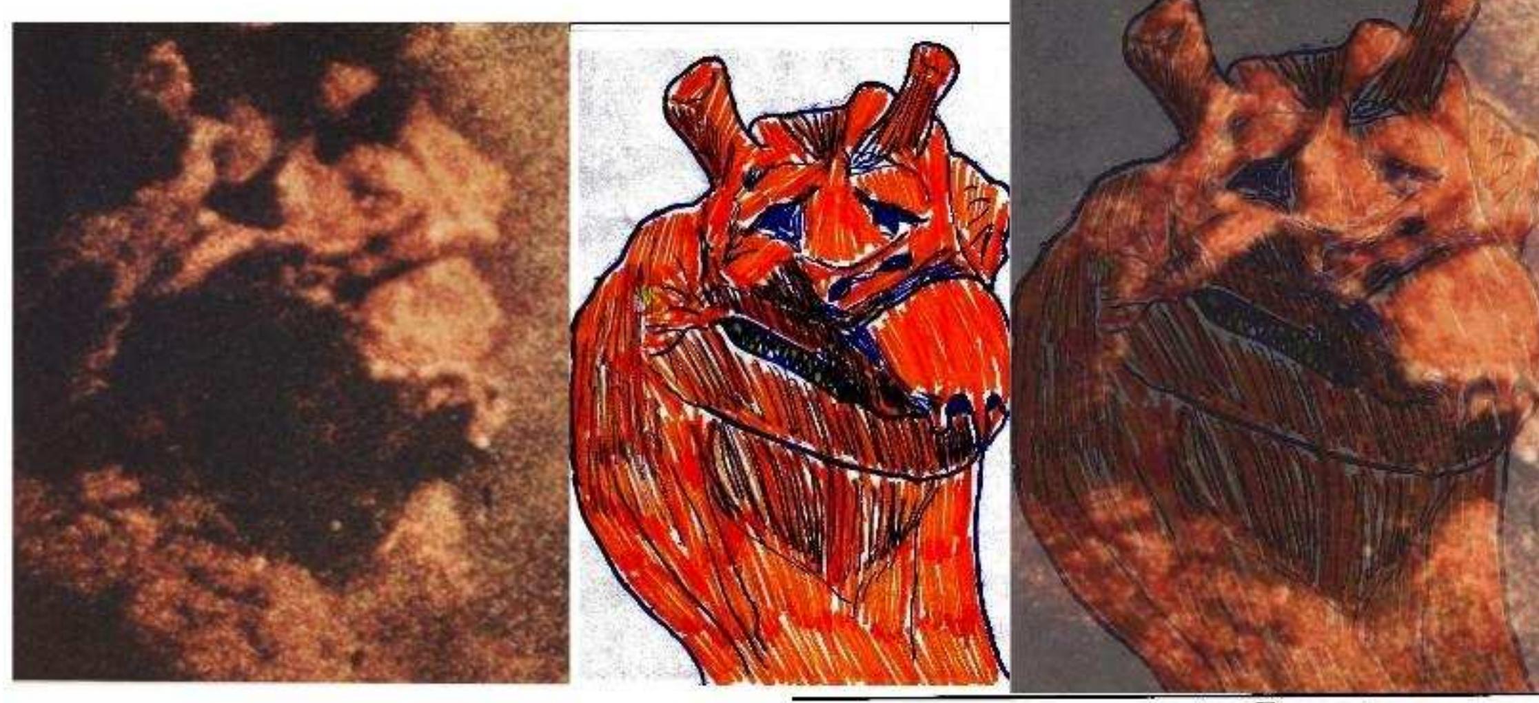 Figure 33 - from Zuiyo Maru Carcass Review Part 1