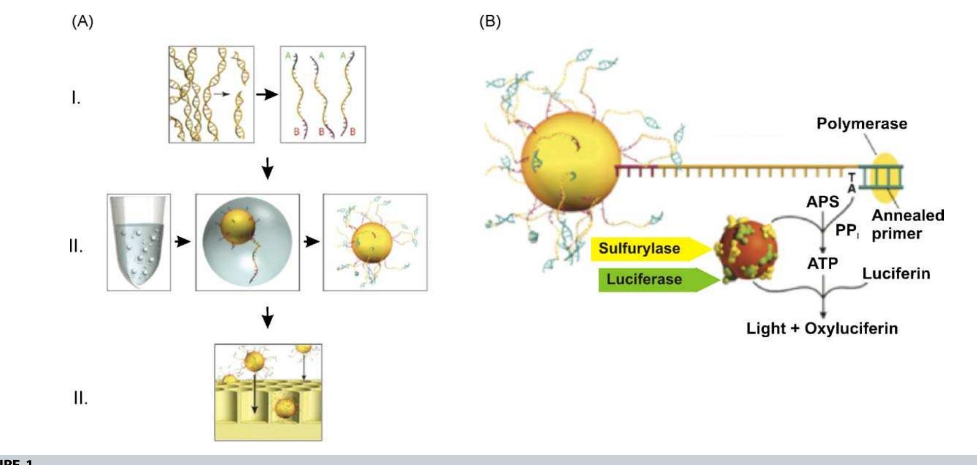 Figure 1 - from Next-generation DNA sequencing techniques