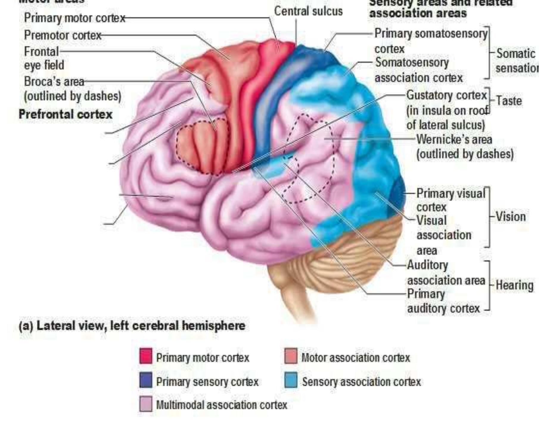1 functional areas of cerebral cortex (lateral view)