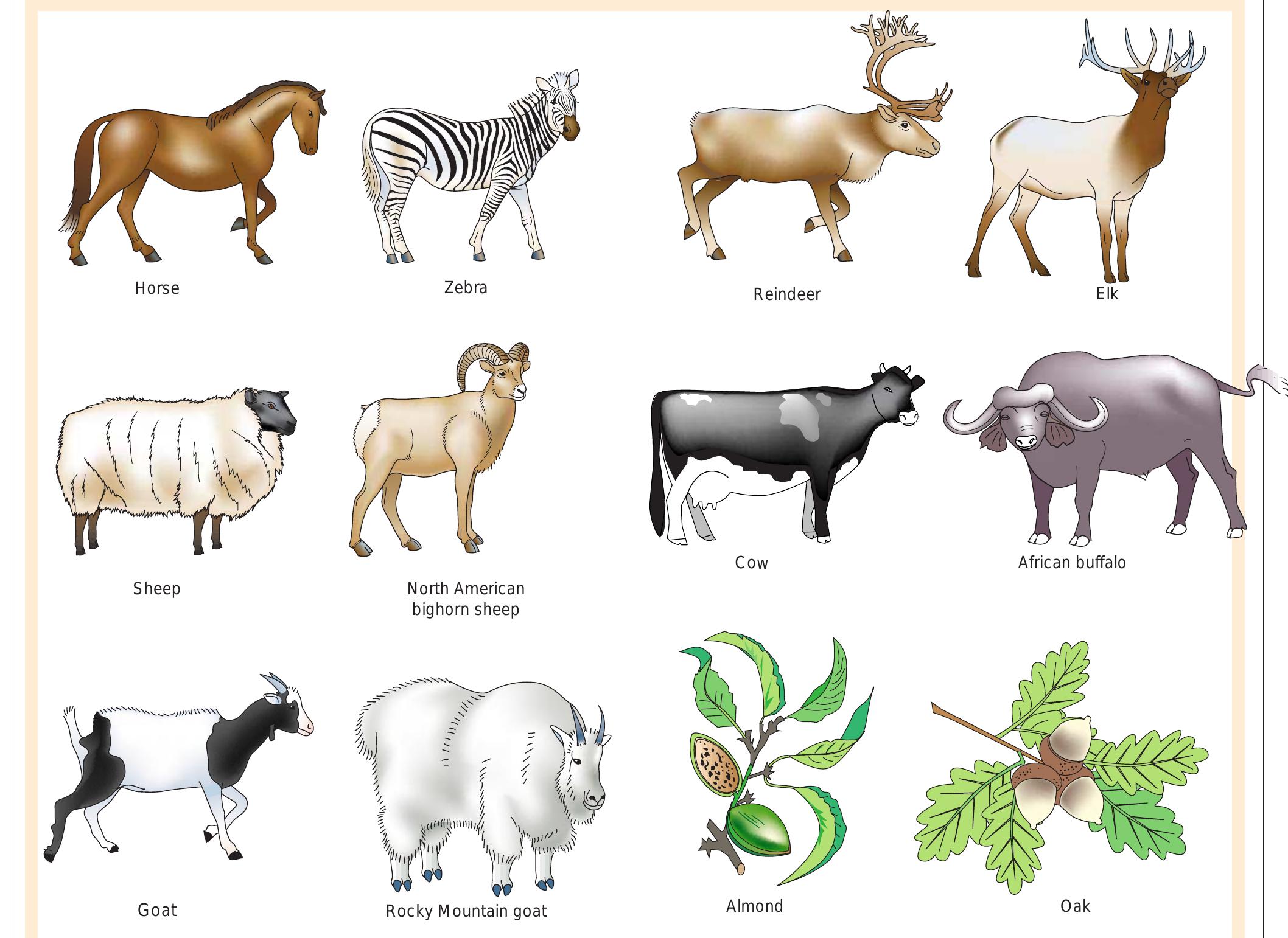 (PDF) Evolution, consequences and future of plant and animal domestication