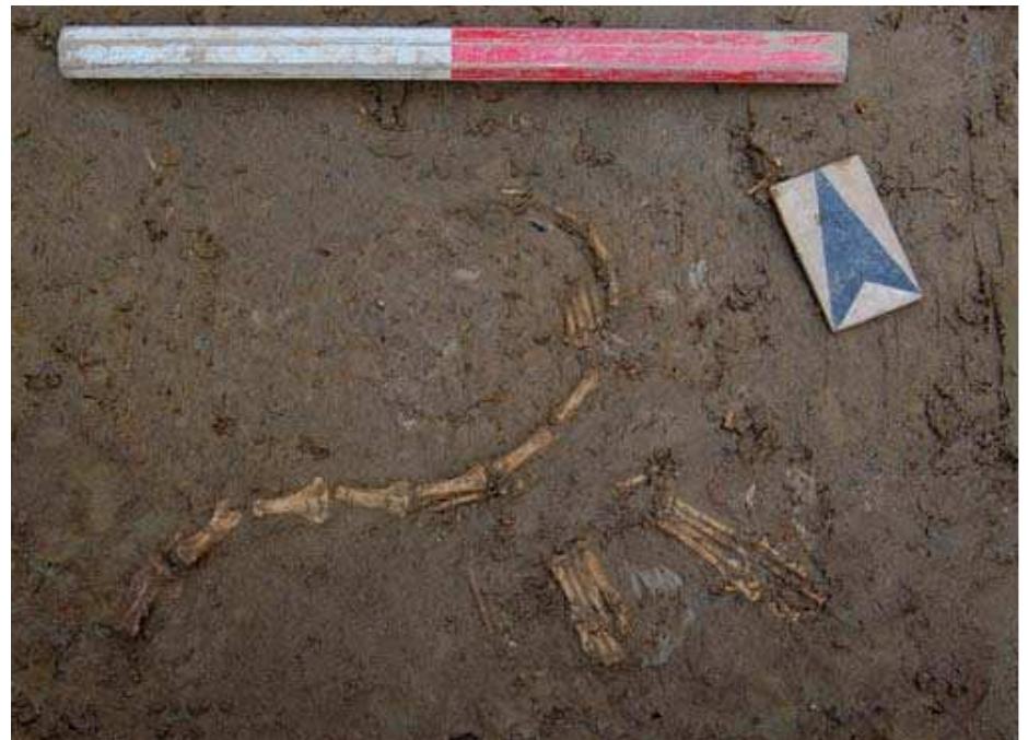 Fig. 3.68 Bones of a fox tail and two paws found during the 2008-9 excavation in via Toselli.  to Sant’Eufrasia and in the neighbouring area of San Sebastiano is not surprising, to the point that at the start of the XIII century, a cloth maker, a weaver and two dyers resided in the parish of San Sisto (SALVATORI 1994: 303). 