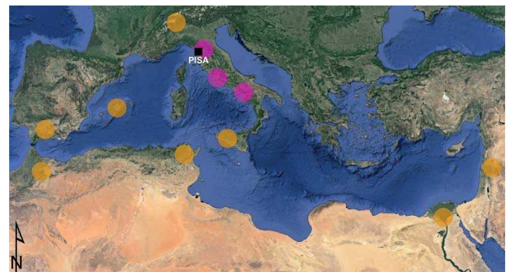 Fig. 3.74 The main areas Mediterranean of provenance of the pottery attested in Pisa between the VIll and second half of the X century (in fuchsia) and between the end of the X — start of the XI century, with the restart of Mediterranean traffic (in yellow). 