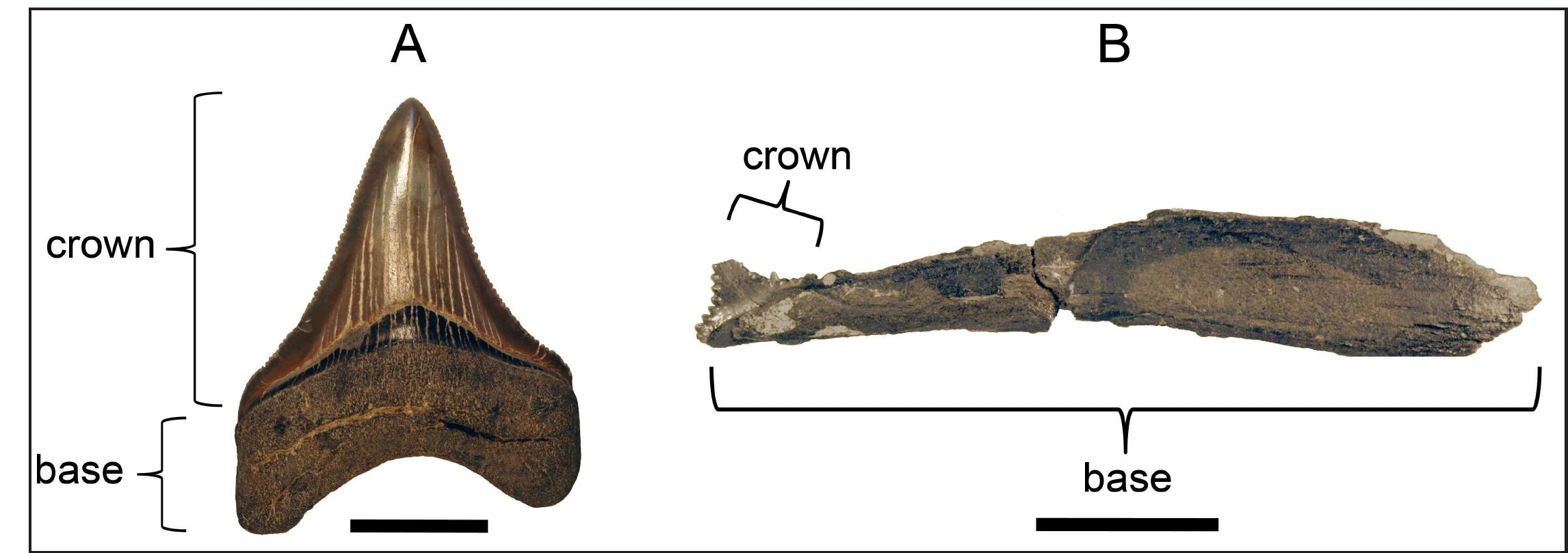 Figure 2 - from Edestus, the Strangest Shark? First Report