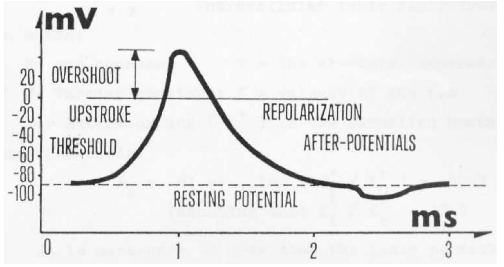 Shown in fig-2.6, the action potential consist of five main