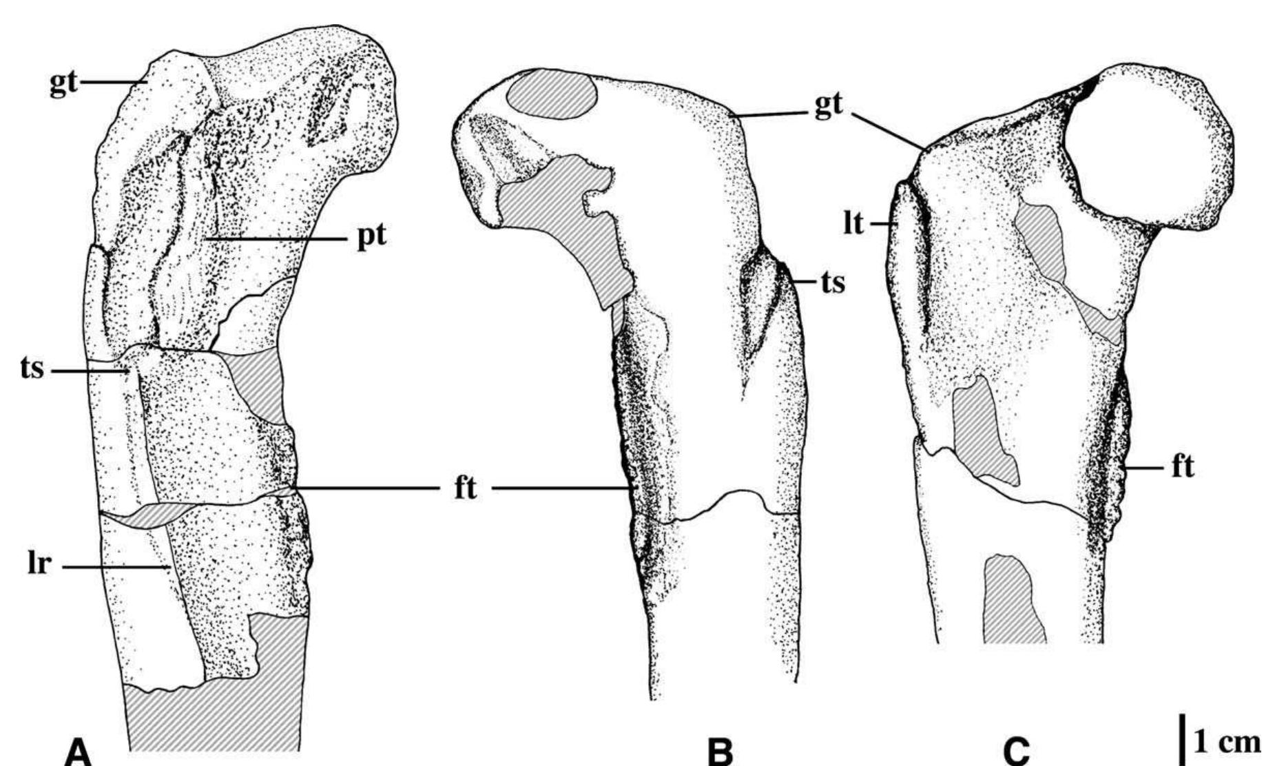 Proximal ends of dgbu-78 (left femur) and right femur of