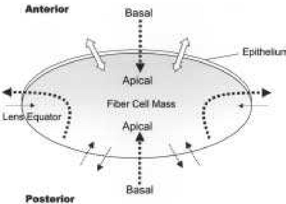 Apical Direction Figure 4 - from The Ocular Lens Epithelium