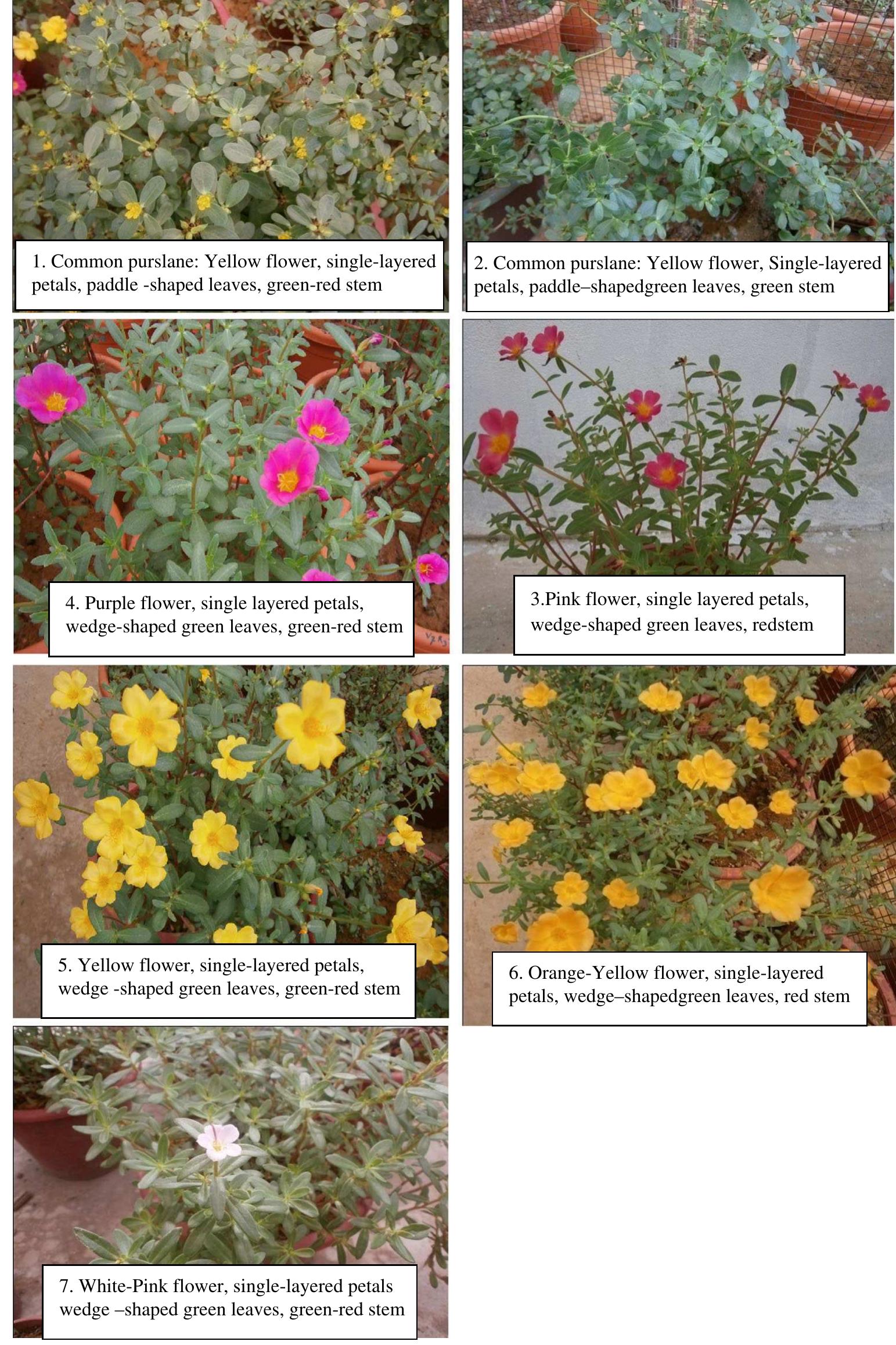 Figure 1 From Genetic Improvement Of Purslane Portulaca figure-1-from-genetic-improvement-of-purslane-portulaca