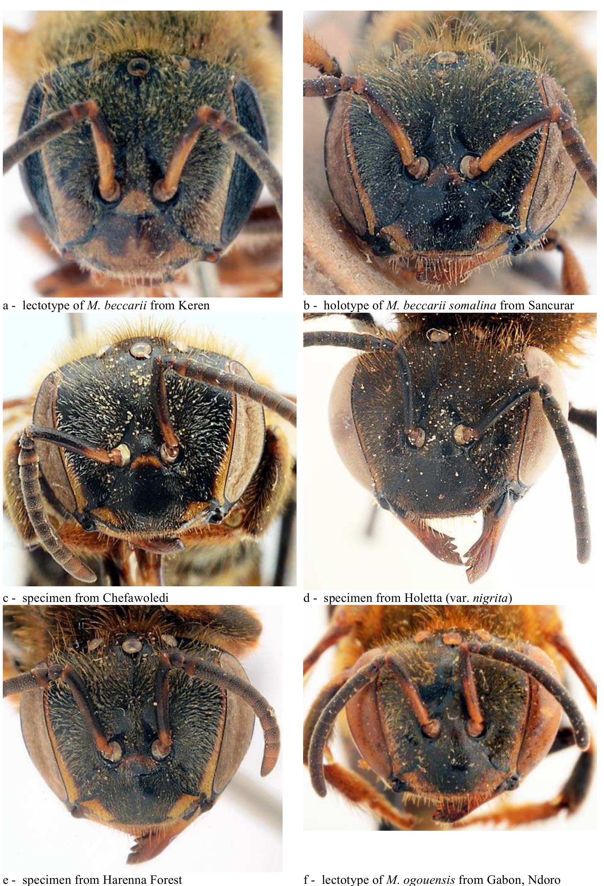 Figure 30 - from Belgian Journal of Entomology Apini and