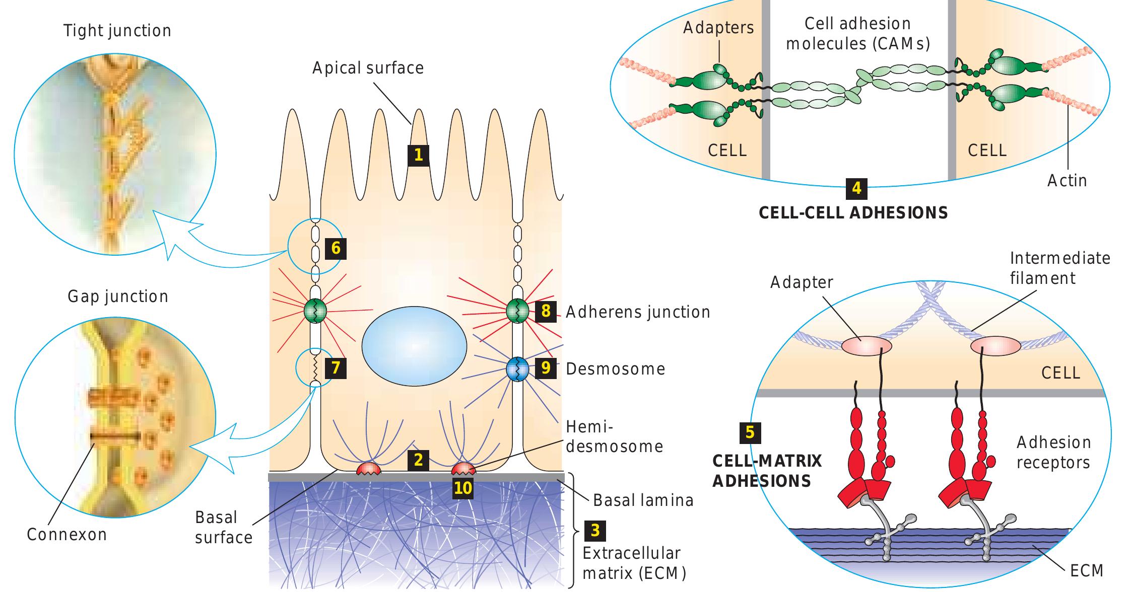 Table 1 - from Integrating Cells into Tissues