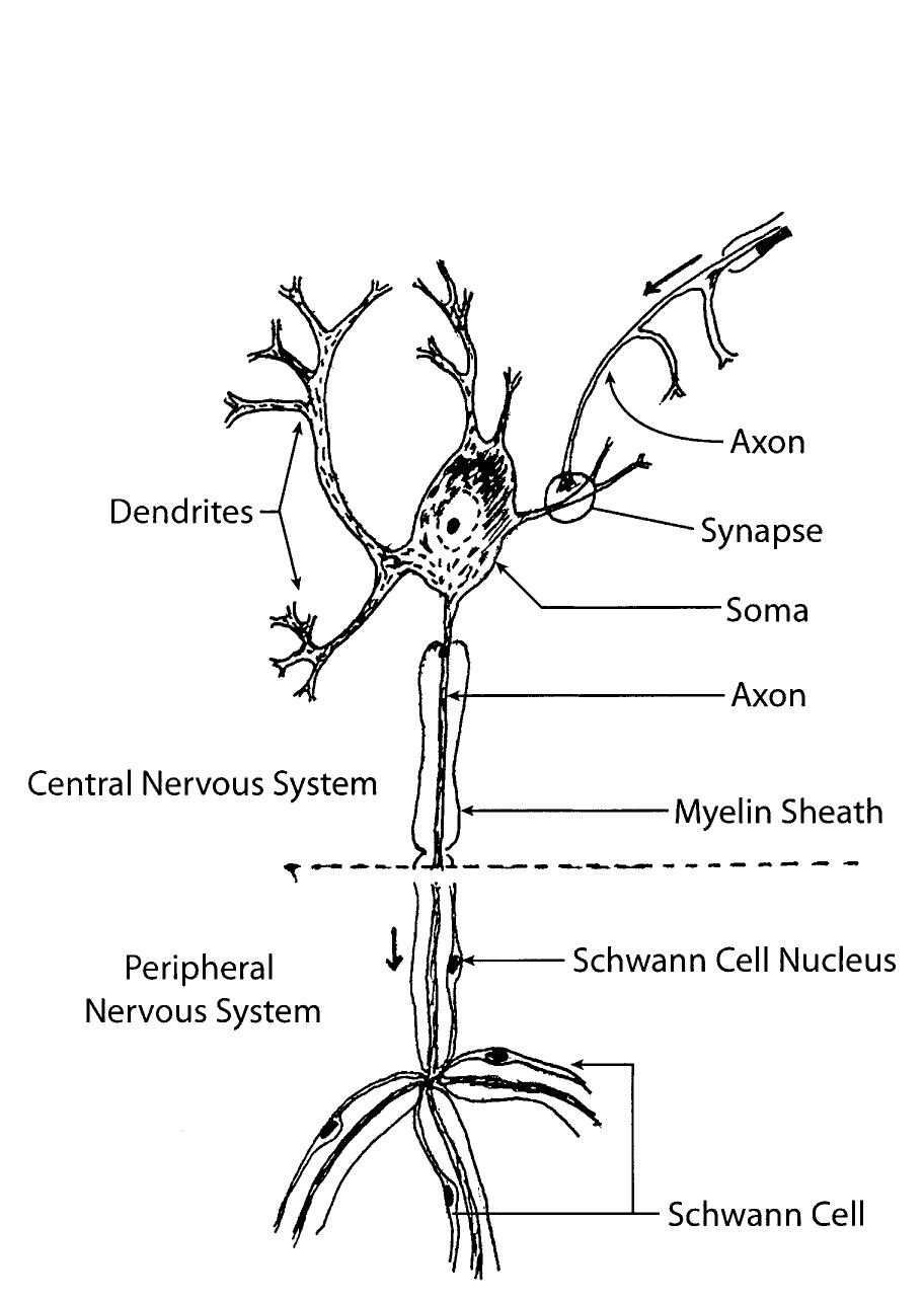 A pen drawing of a myelinated neuron adapted from [264]. the