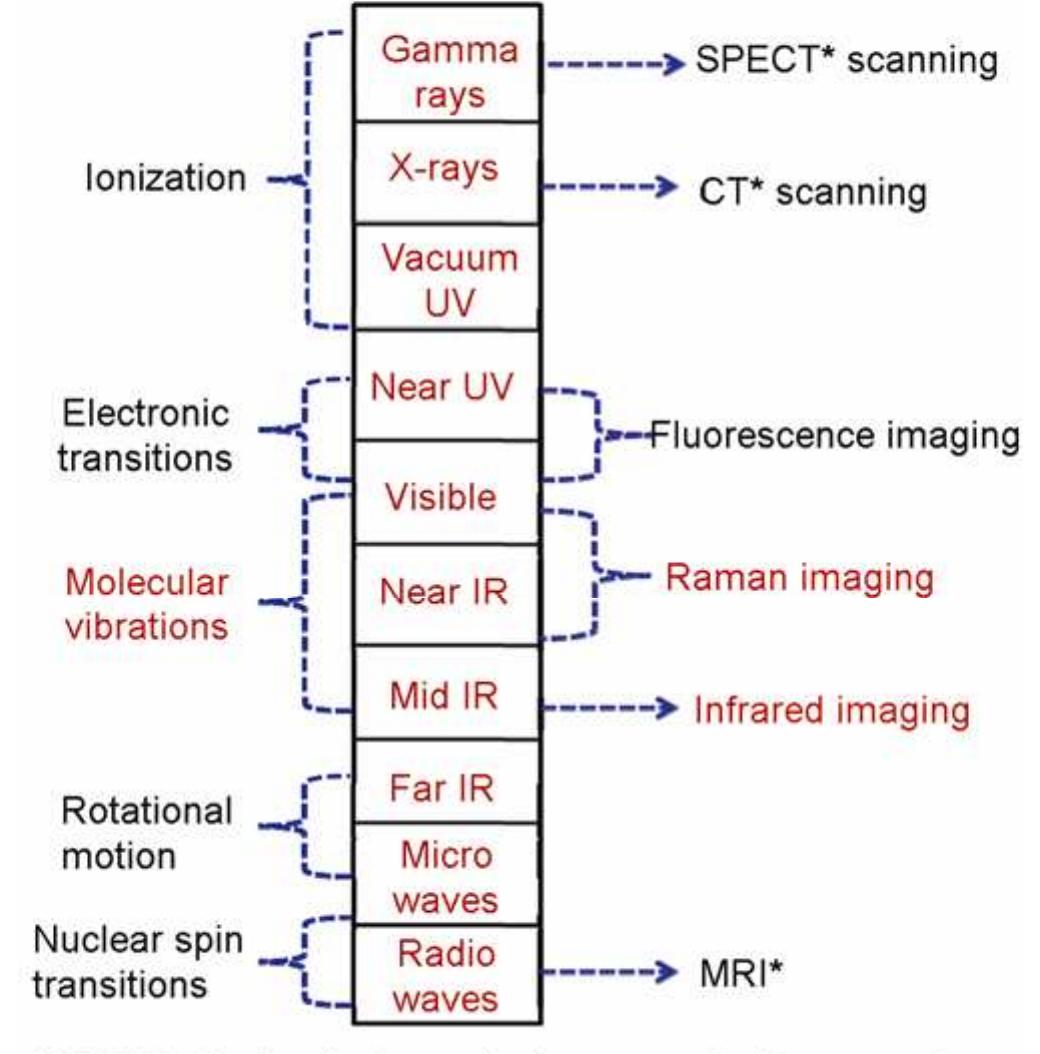 Ems Rays Raman spectra of (a) drosophila brain and drosophila