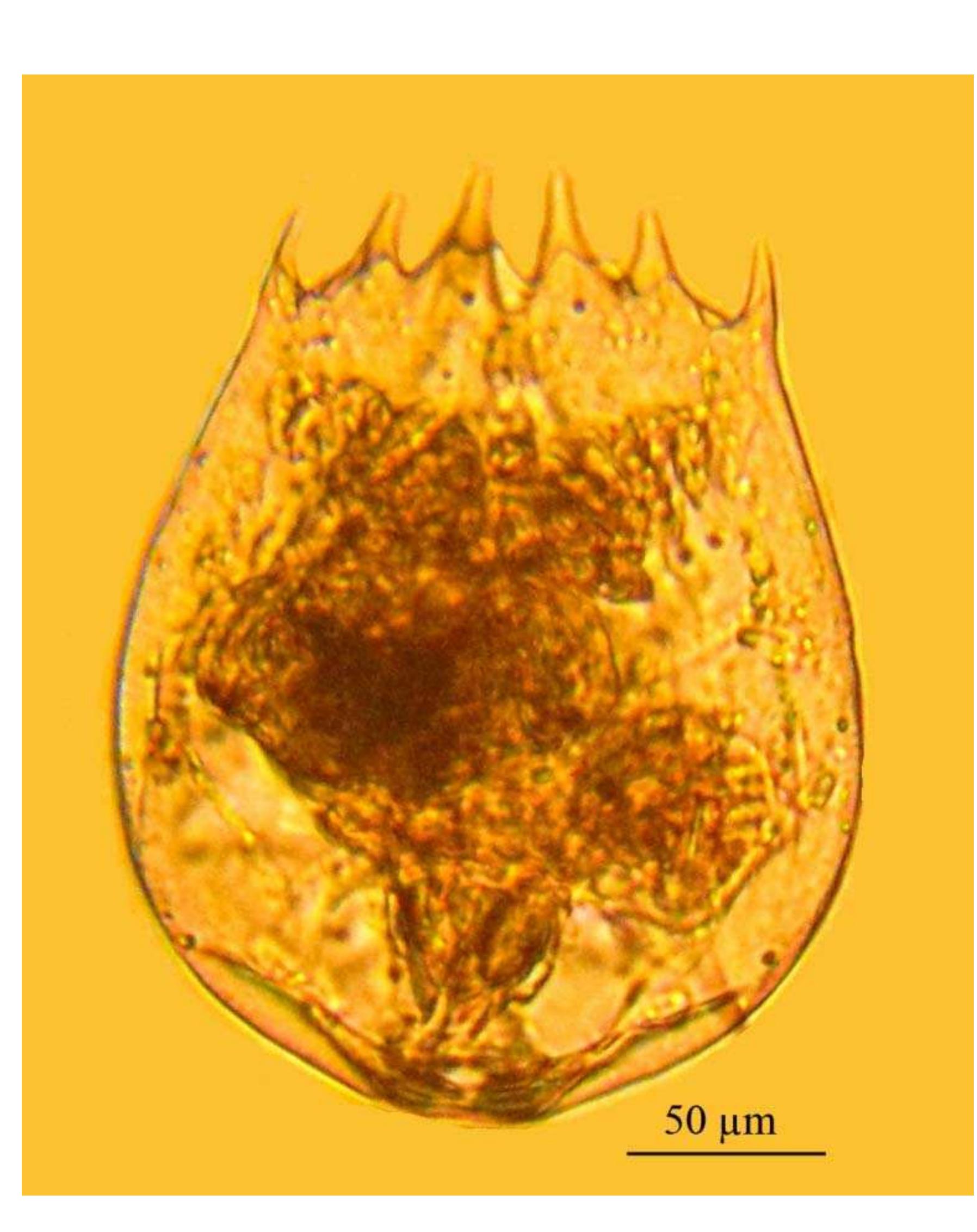 Rotifera Embryos Figure 1 - Annotated checklist of Indian Rotifera