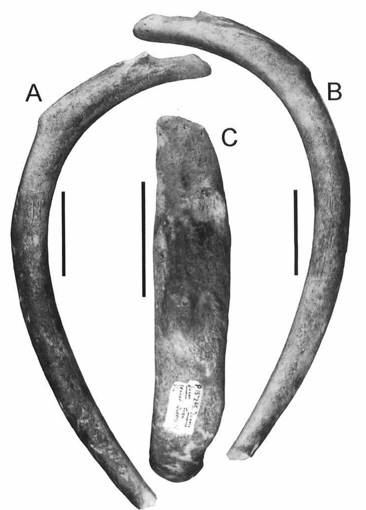 (PDF) Holocene Record of the Dugong (Dugong Dugon) From Victoria ...