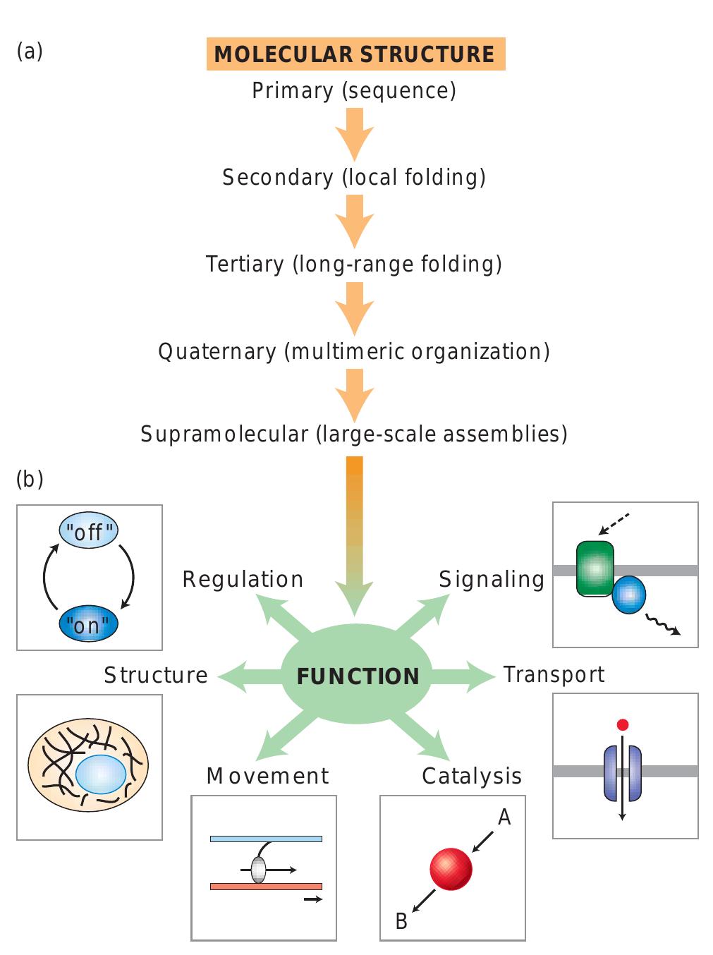 (PDF) PROTEIN STRUCTURE and function