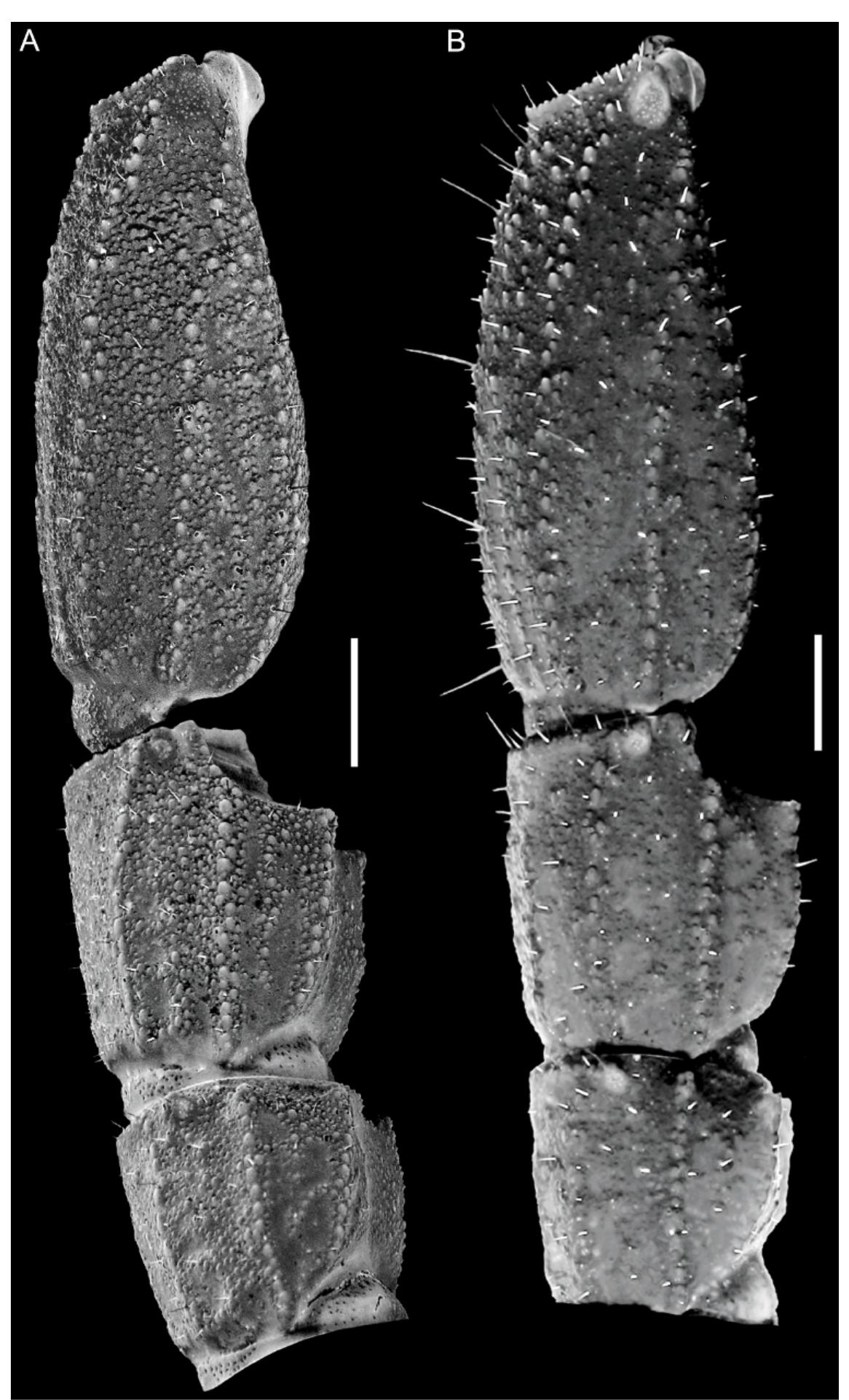 Chactopsoides, n. gen., metasomal segments hi—-v, lateral
