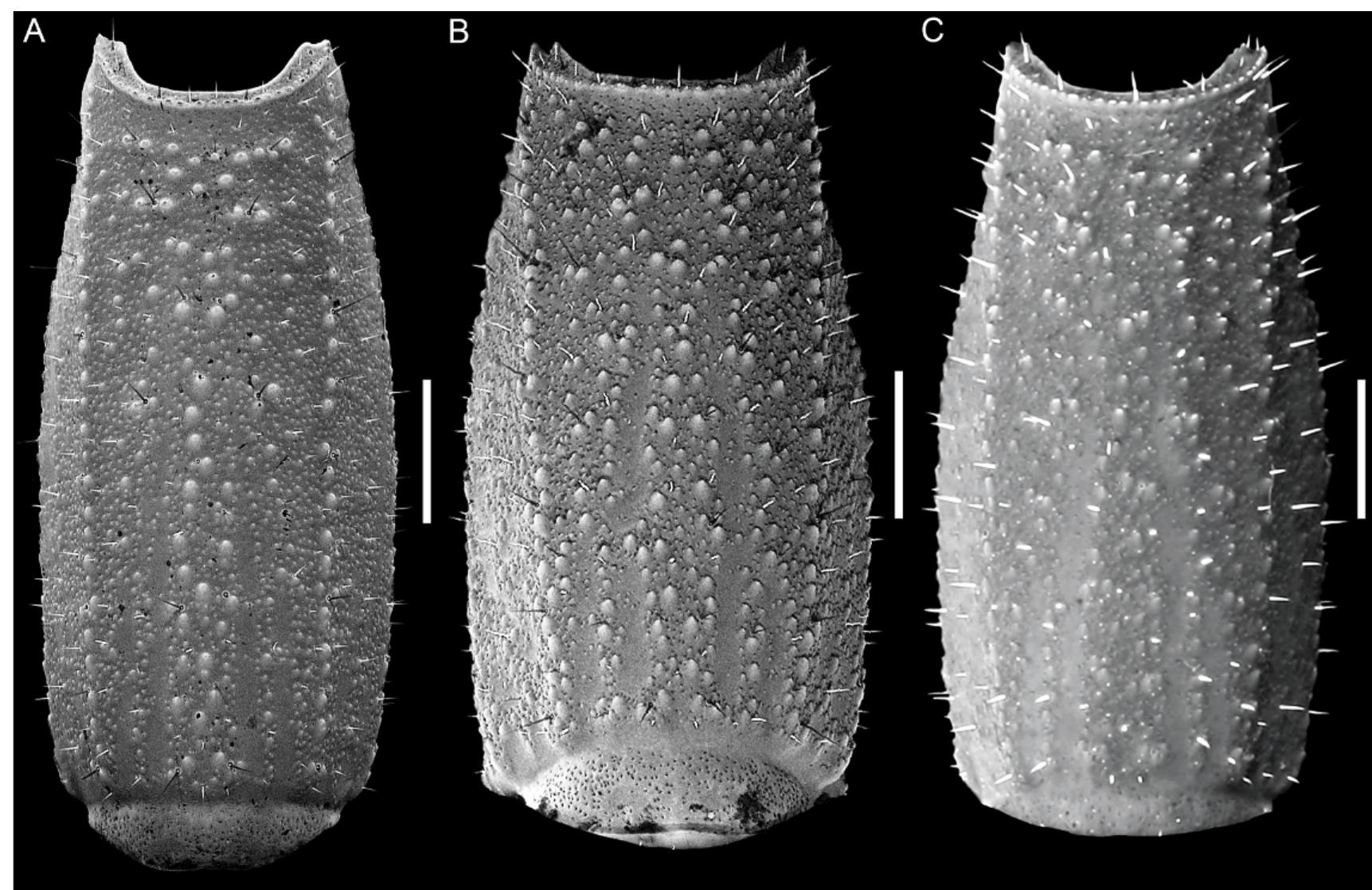 Chactopsoides, n. gen., metasomal segment v, ventral aspect.